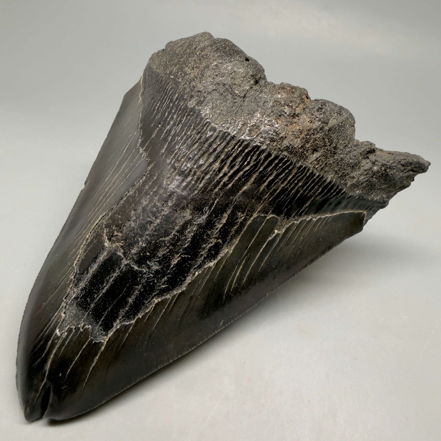 Front Right View  Deformed, split tip 4.71" Fossil Megalodon Tooth from South Carolina MJ159