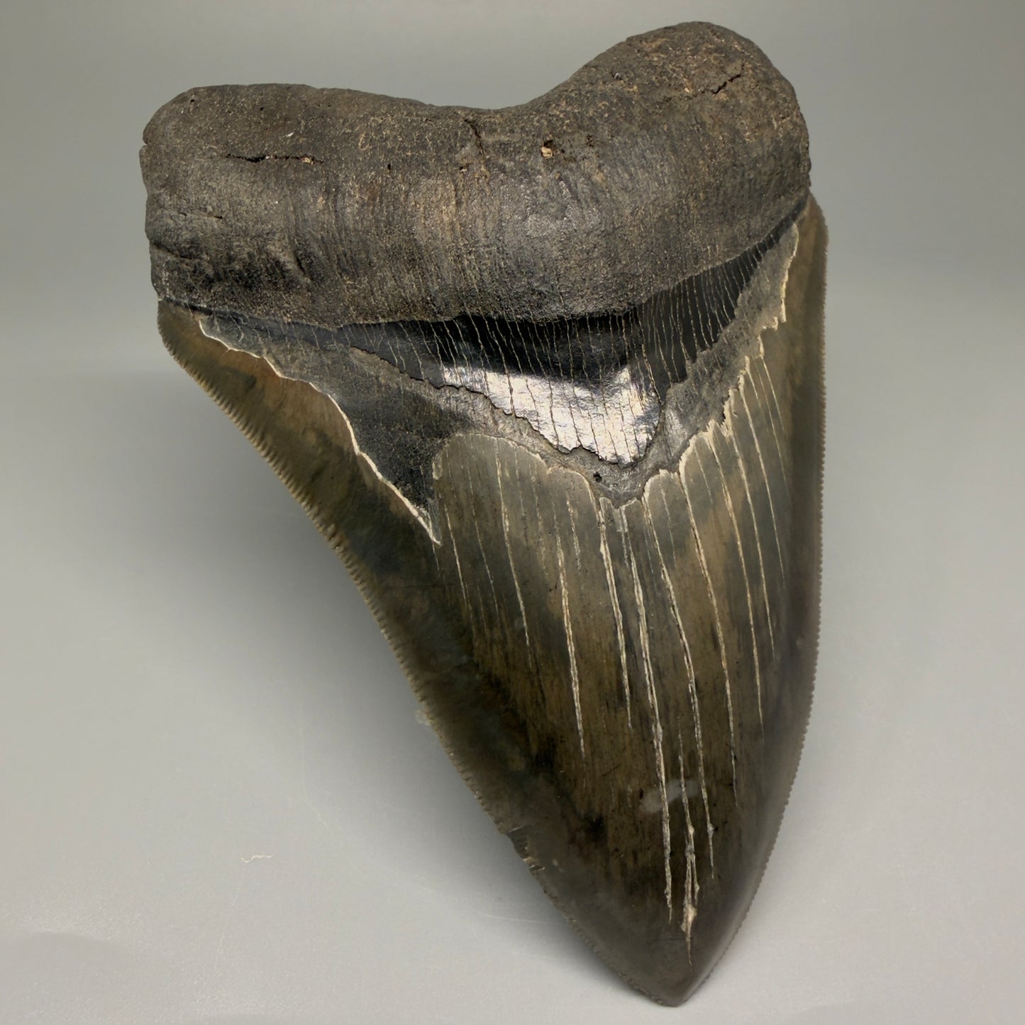Front Left View Authentic, heart-shaped 4.91" Collector Megalodon Tooth from South Carolina – Very Colorful GM5521 