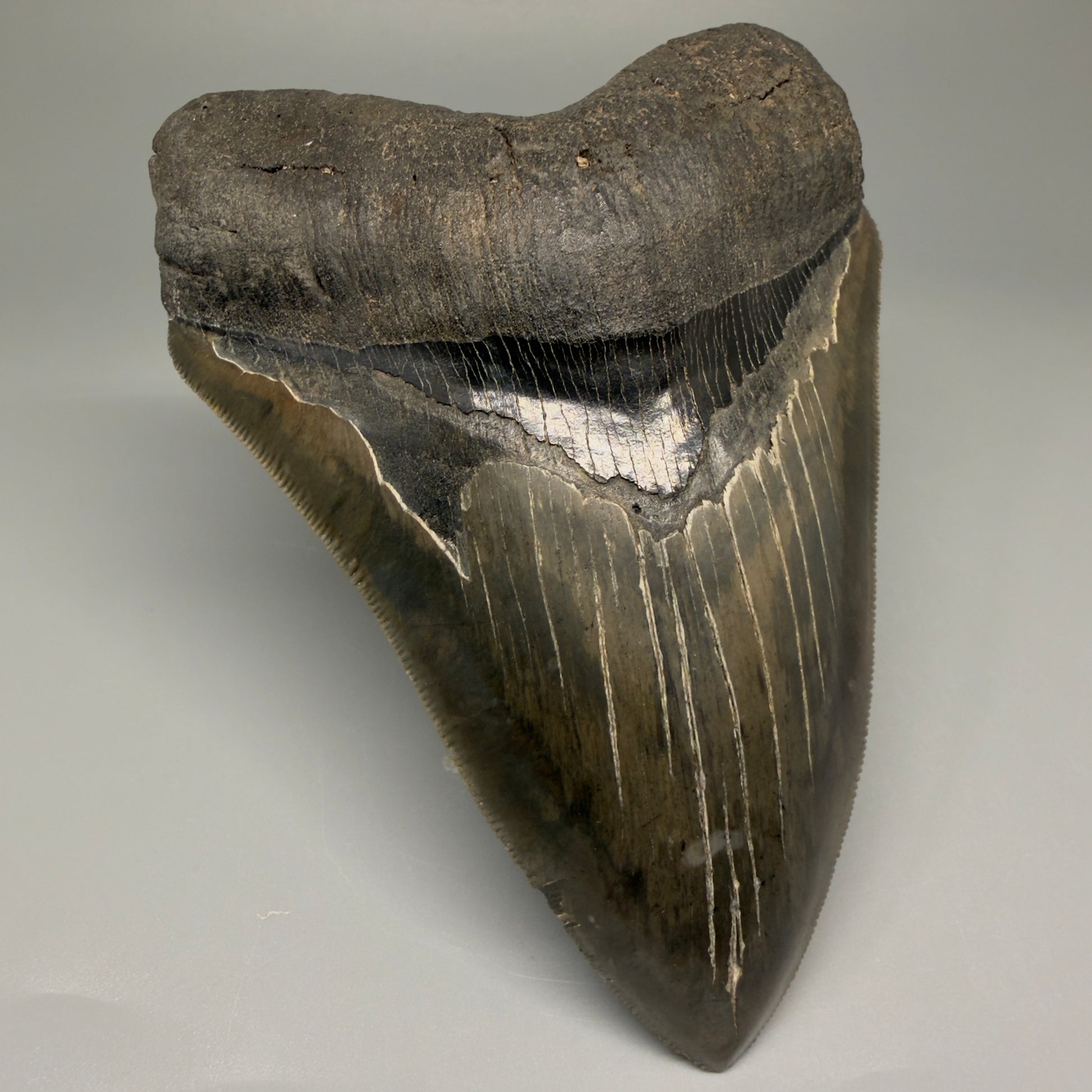 Front Left View Authentic, heart-shaped 4.91" Collector Megalodon Tooth from South Carolina – Very Colorful GM5521 