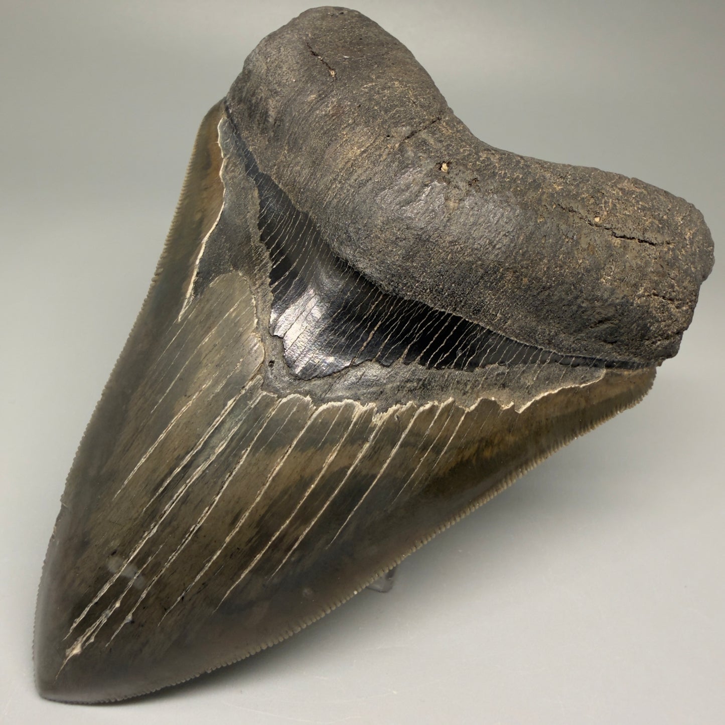 Front Right View Authentic, heart-shaped 4.91" Collector Megalodon Tooth from South Carolina – Very Colorful GM5521 