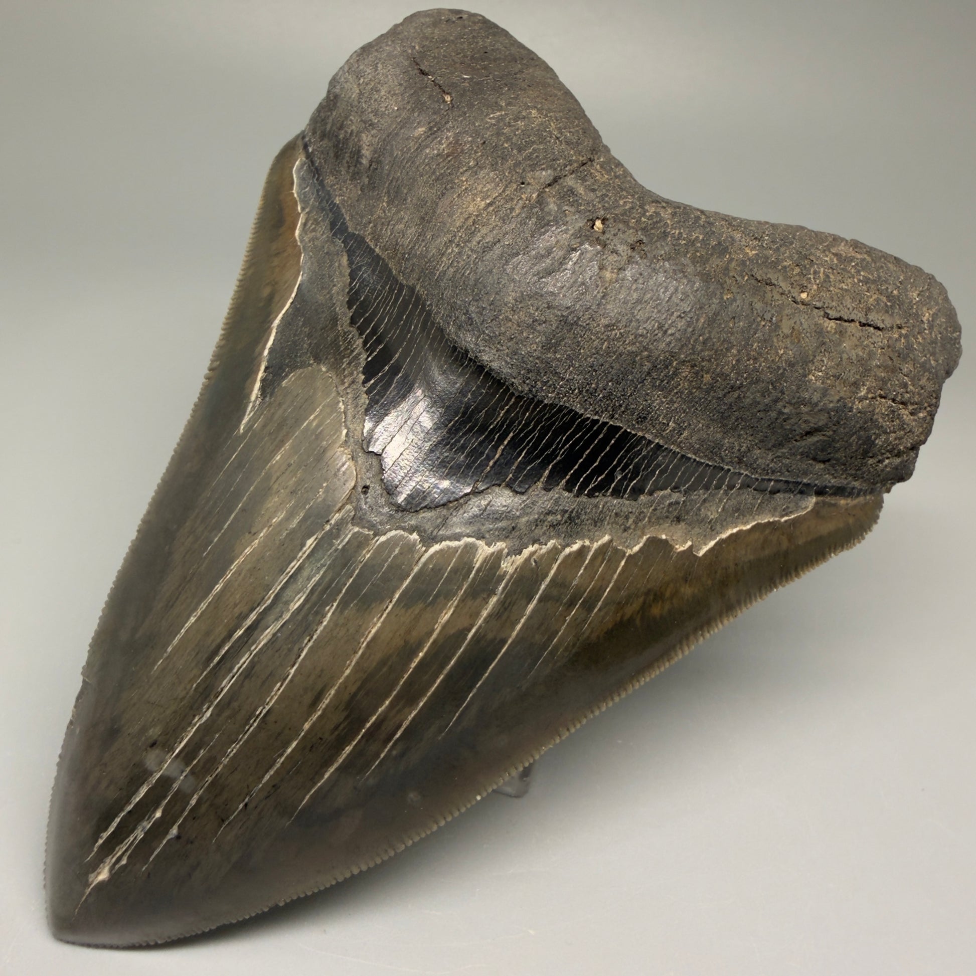 Front Right View Authentic, heart-shaped 4.91" Collector Megalodon Tooth from South Carolina – Very Colorful GM5521 