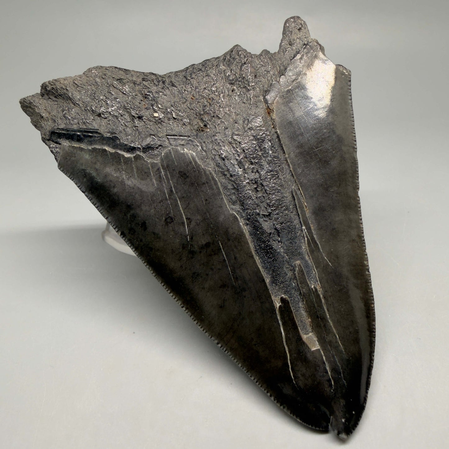 Back Left View  Deformed, split tip 4.71" Fossil Megalodon Tooth from South Carolina MJ159