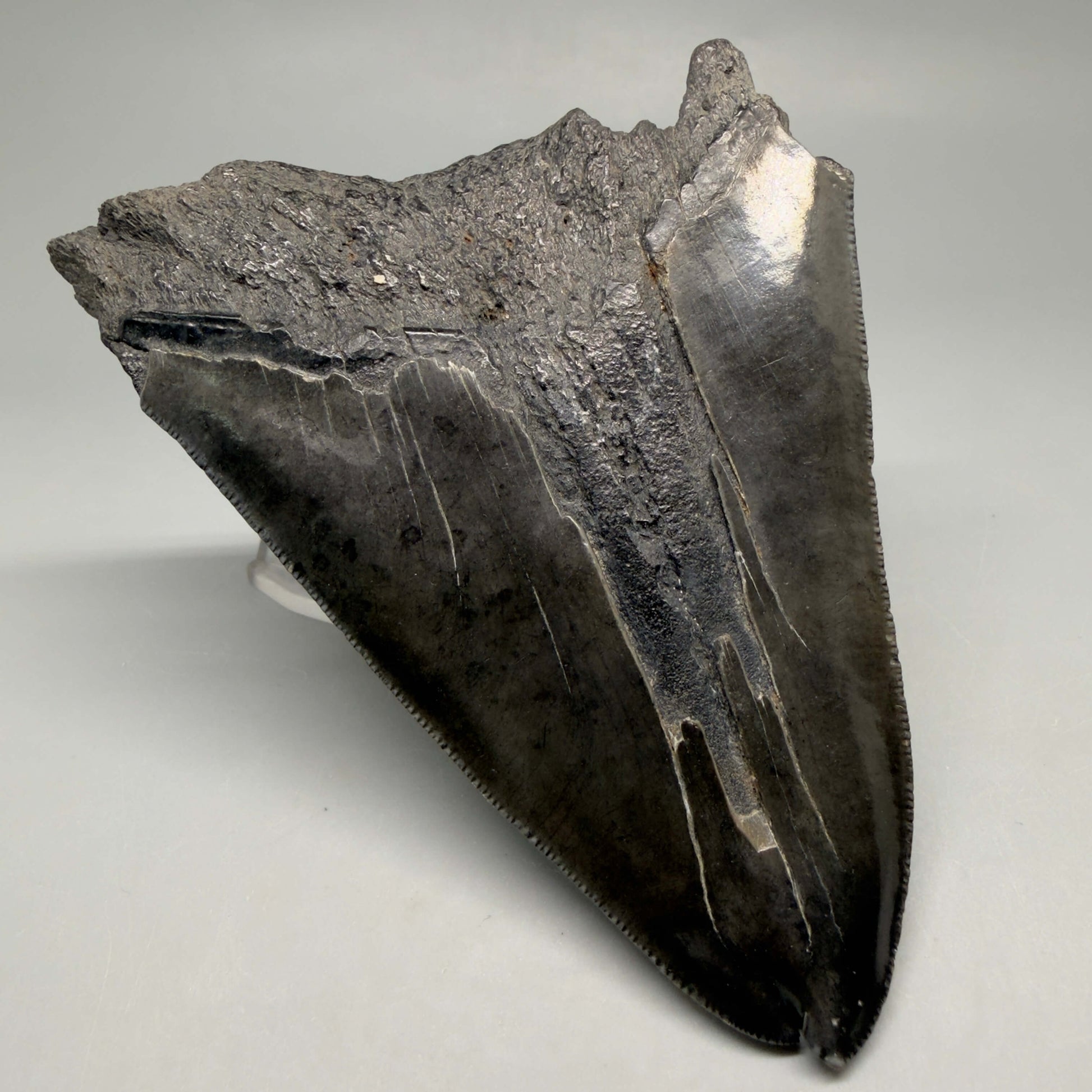 Back Left View  Deformed, split tip 4.71" Fossil Megalodon Tooth from South Carolina MJ159