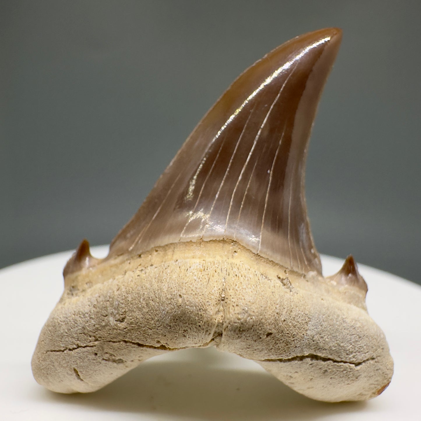 Gorgeous 1.54" Fossil Extinct Sand Tiger Shark tooth from Kazakhstan R616 - Front