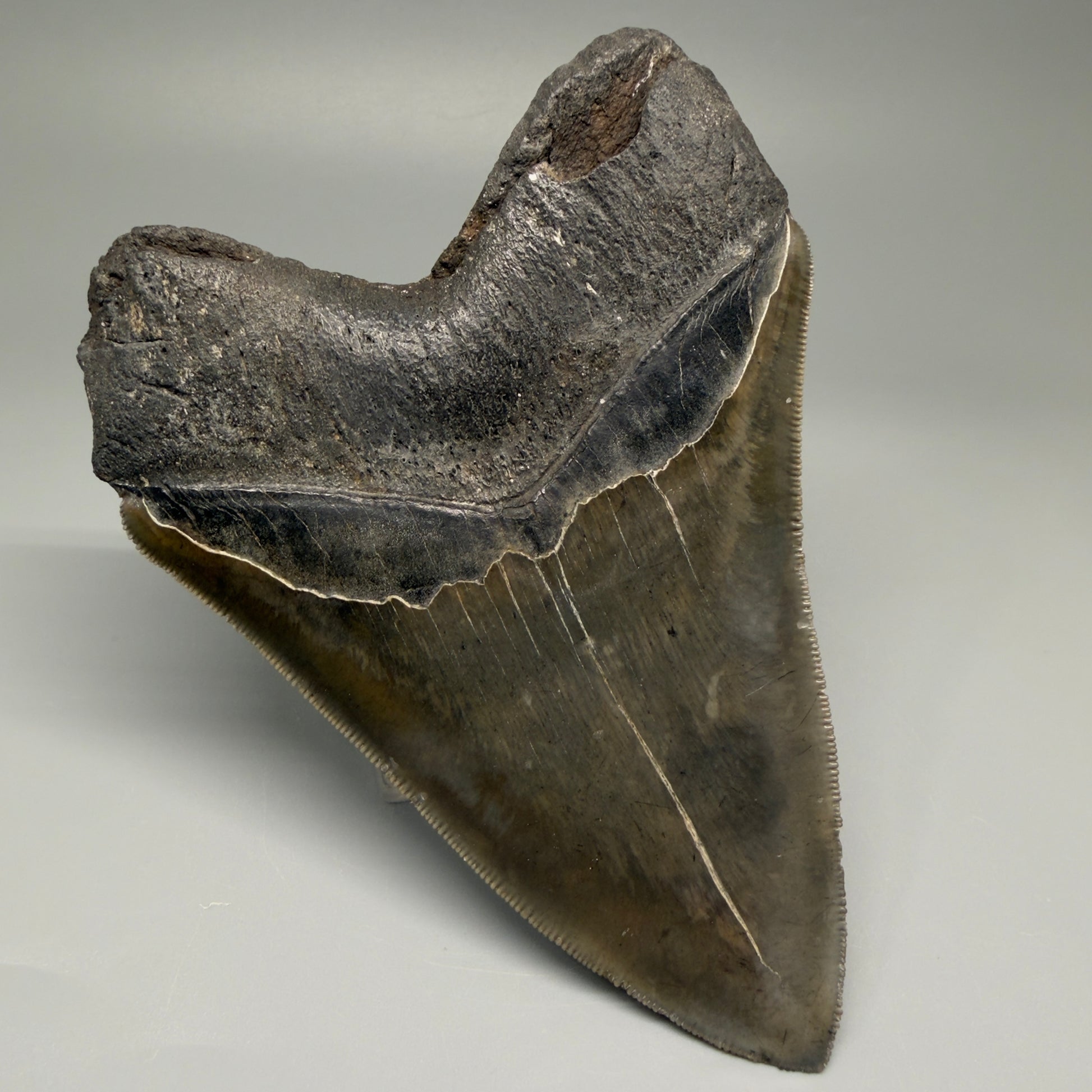 Back Left View Authentic, heart-shaped 4.91" Collector Megalodon Tooth from South Carolina – Very Colorful GM5521 