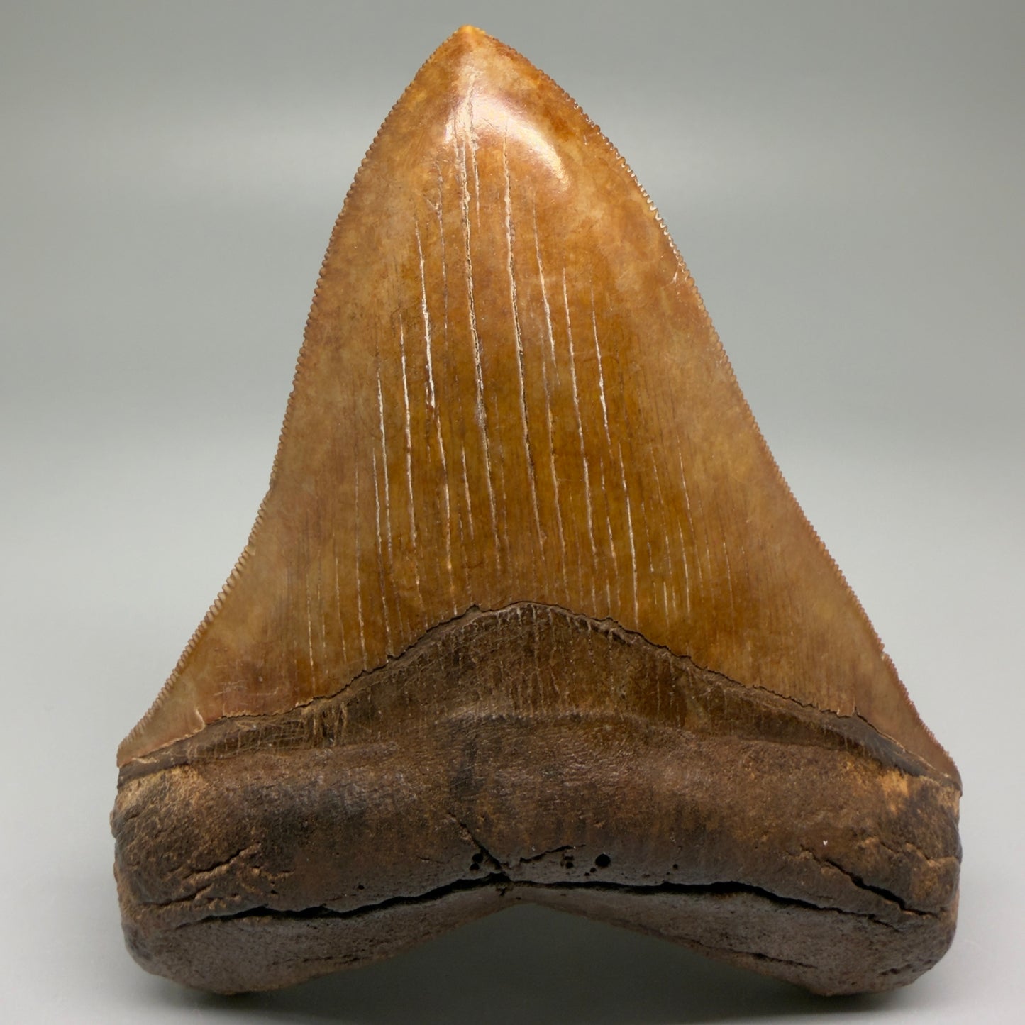 Front View Exquisite, Collector's Quality 4.92" Megalodon Tooth from the Saint Mary's River, GA CM5520 - 2