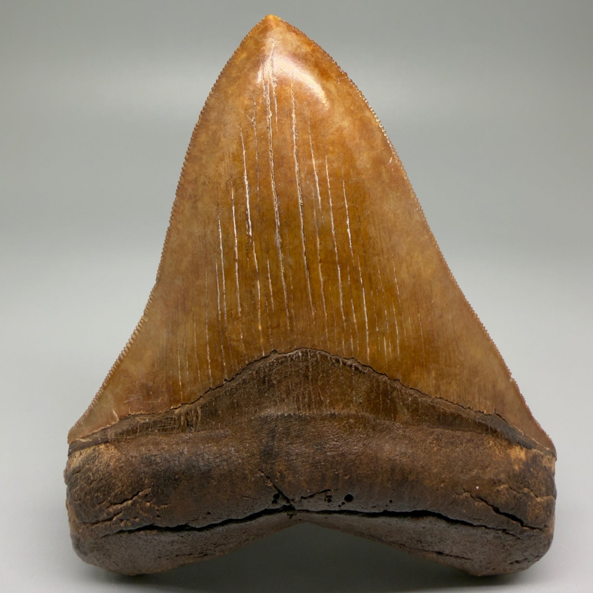 Front View Exquisite, Collector's Quality 4.92" Megalodon Tooth from the Saint Mary's River, GA CM5520 - 2