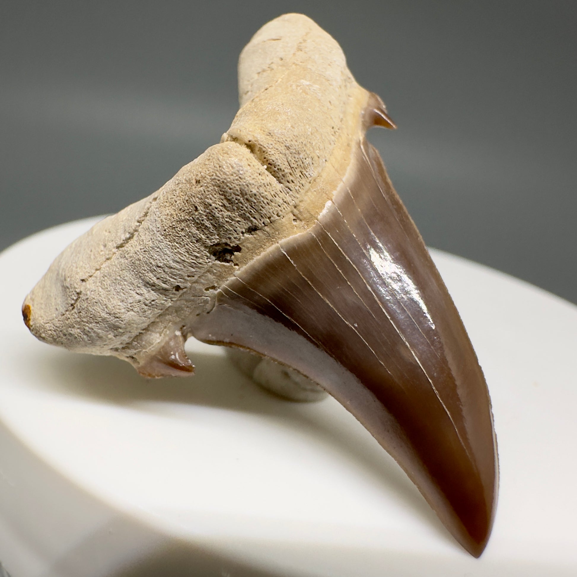 Gorgeous 1.54" Fossil Extinct Sand Tiger Shark tooth from Kazakhstan R616 - Front Left