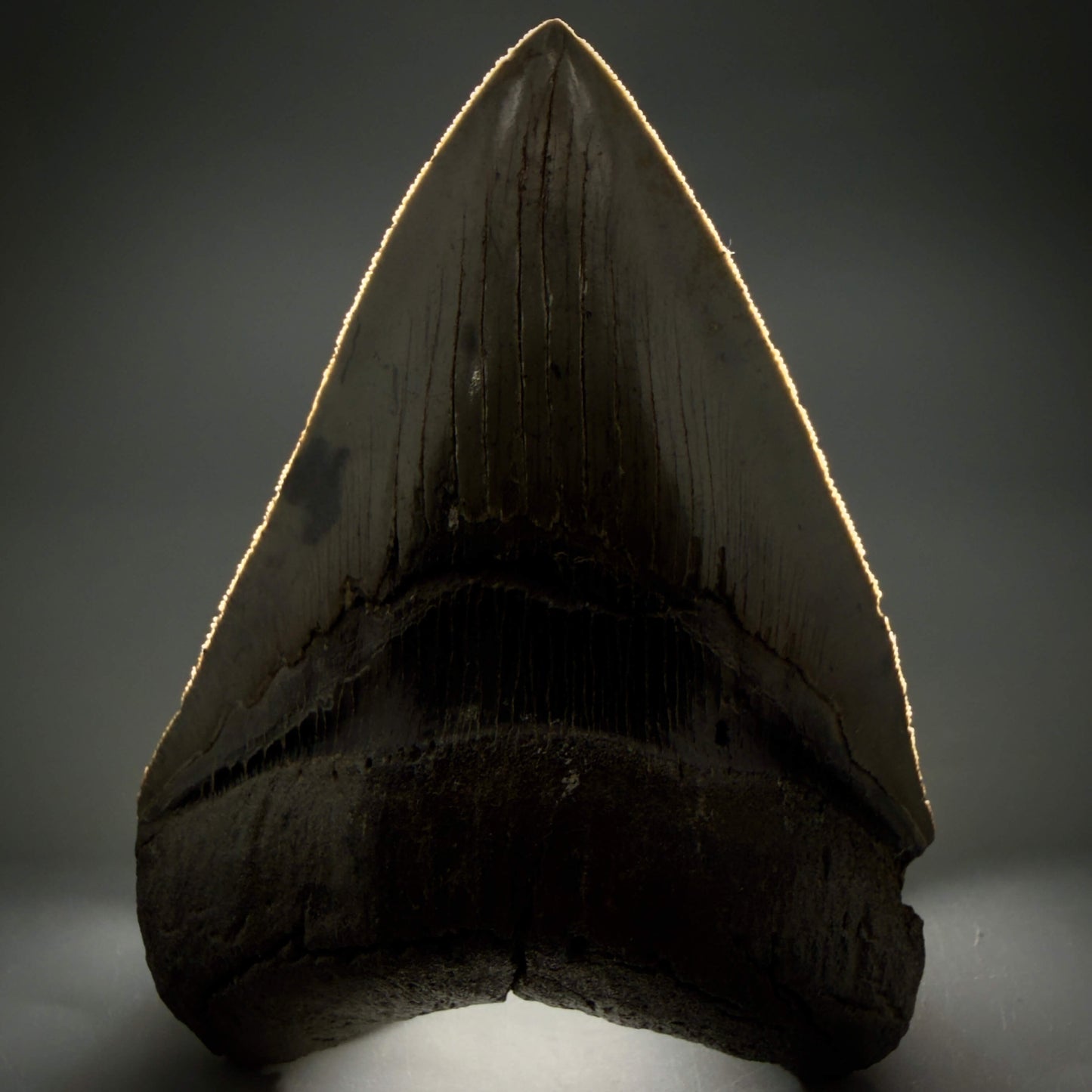 Front View Authentic Serrated 4.63" Megalodon Tooth from South Carolina – Great Shape MJ161 - 1