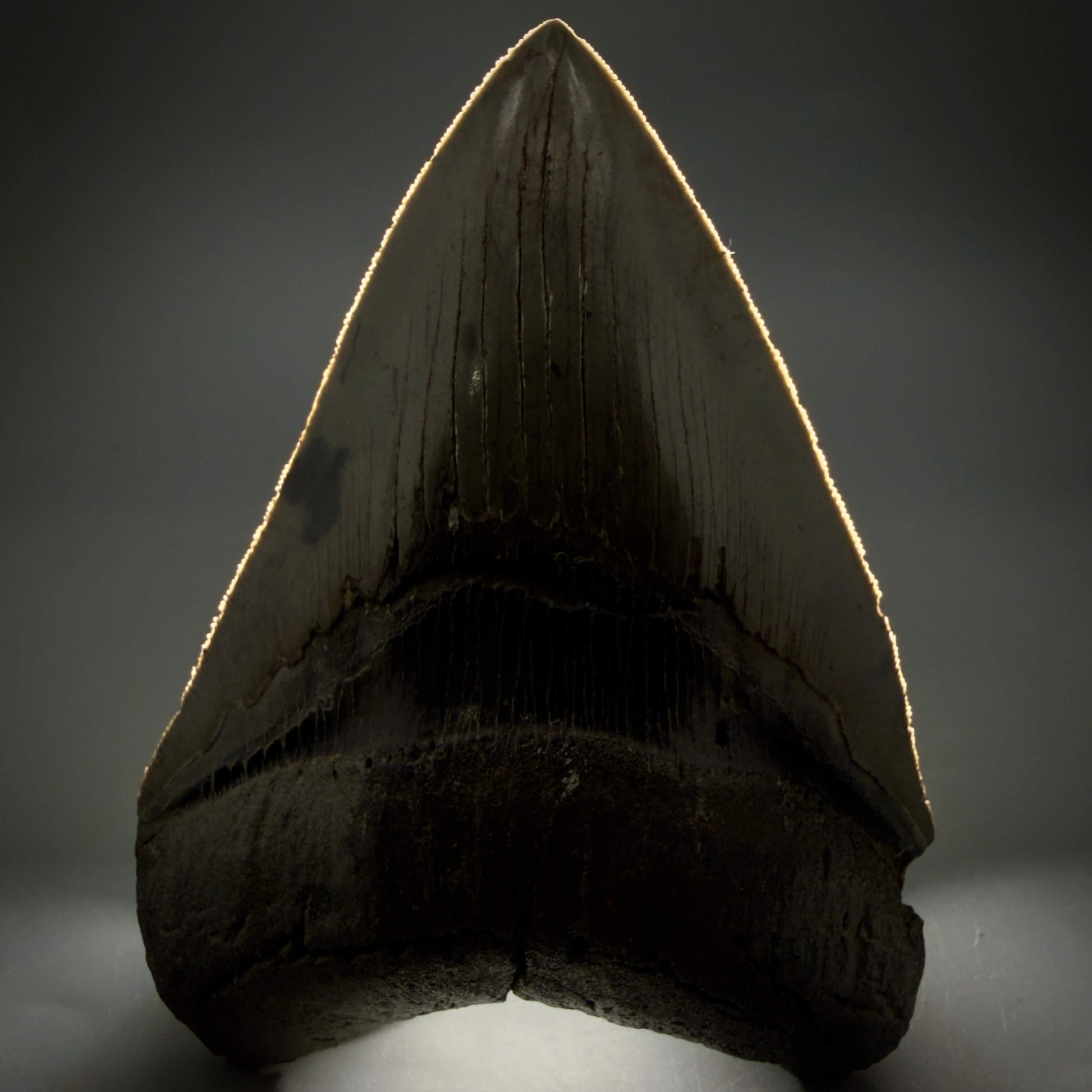 Front View Authentic Serrated 4.63" Megalodon Tooth from South Carolina – Great Shape MJ161 - 1
