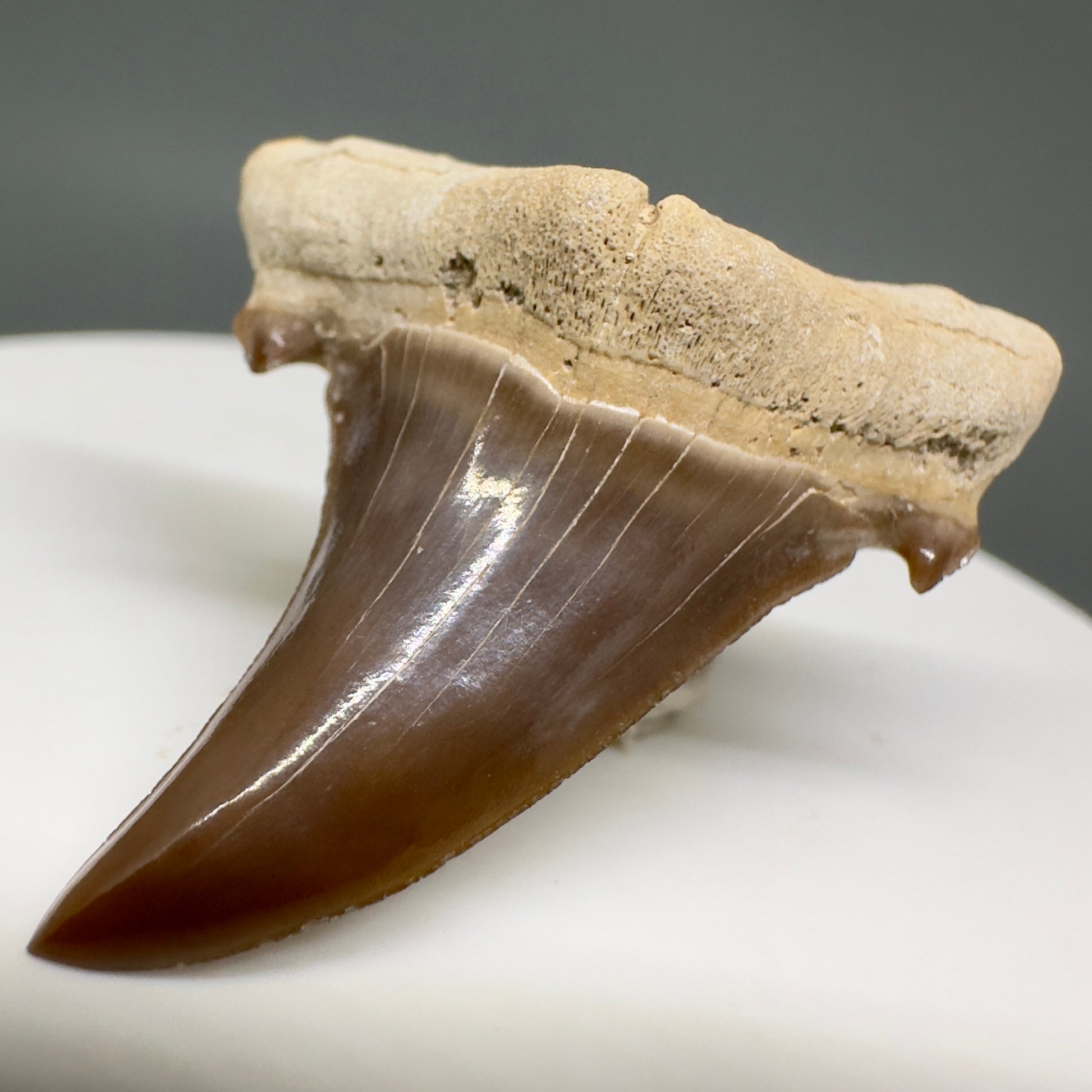 Gorgeous 1.54" Fossil Extinct Sand Tiger Shark tooth from Kazakhstan R616 - Front Right