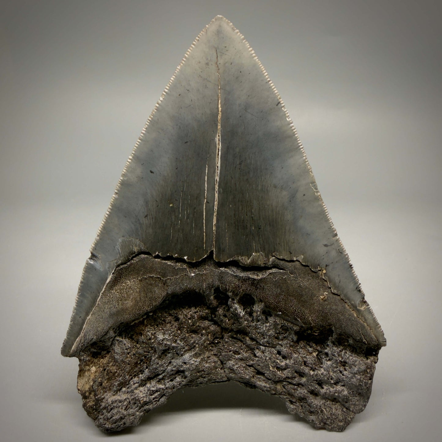 Back View Authentic Serrated 4.63" Megalodon Tooth from South Carolina – Great Shape MJ161