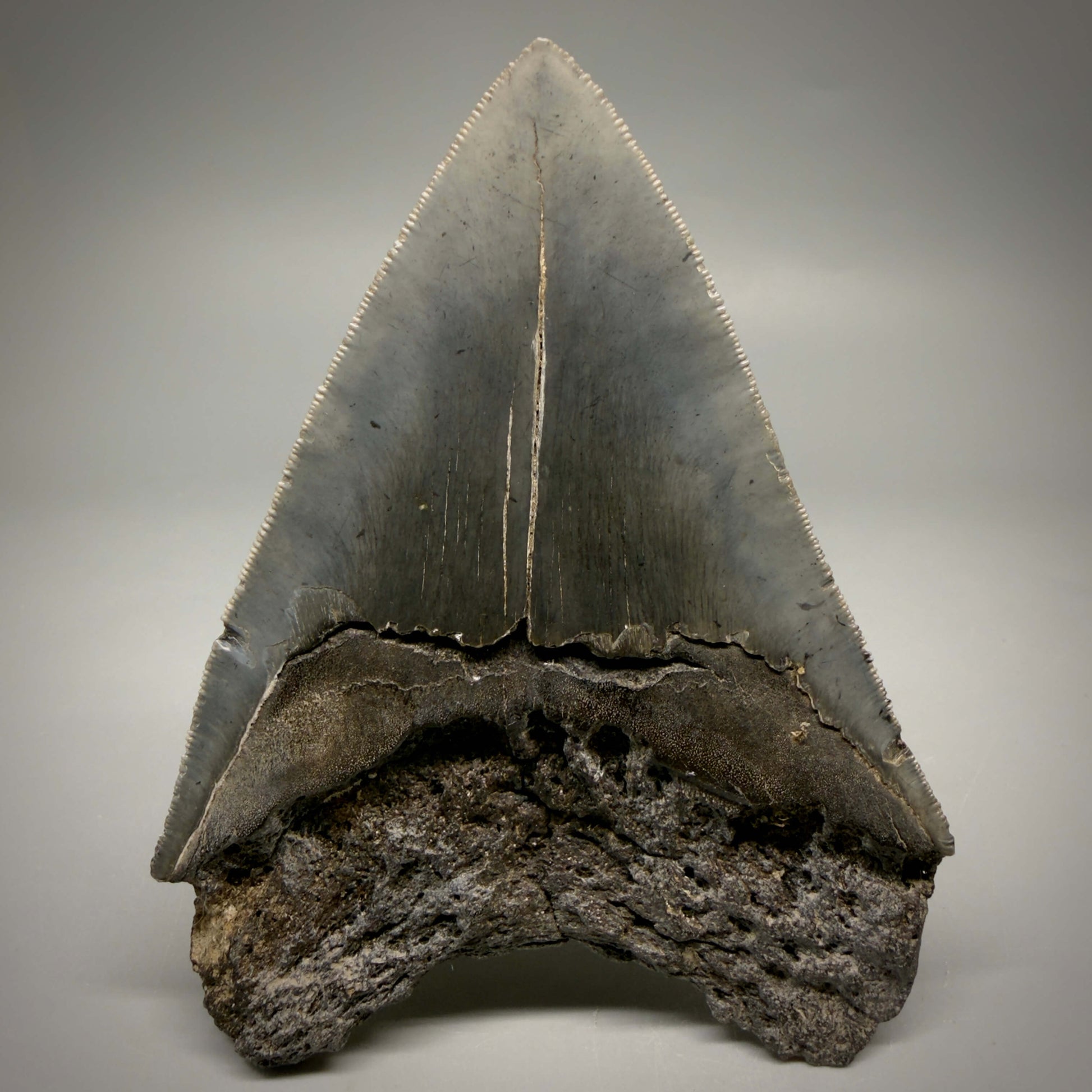 Back View Authentic Serrated 4.63" Megalodon Tooth from South Carolina – Great Shape MJ161