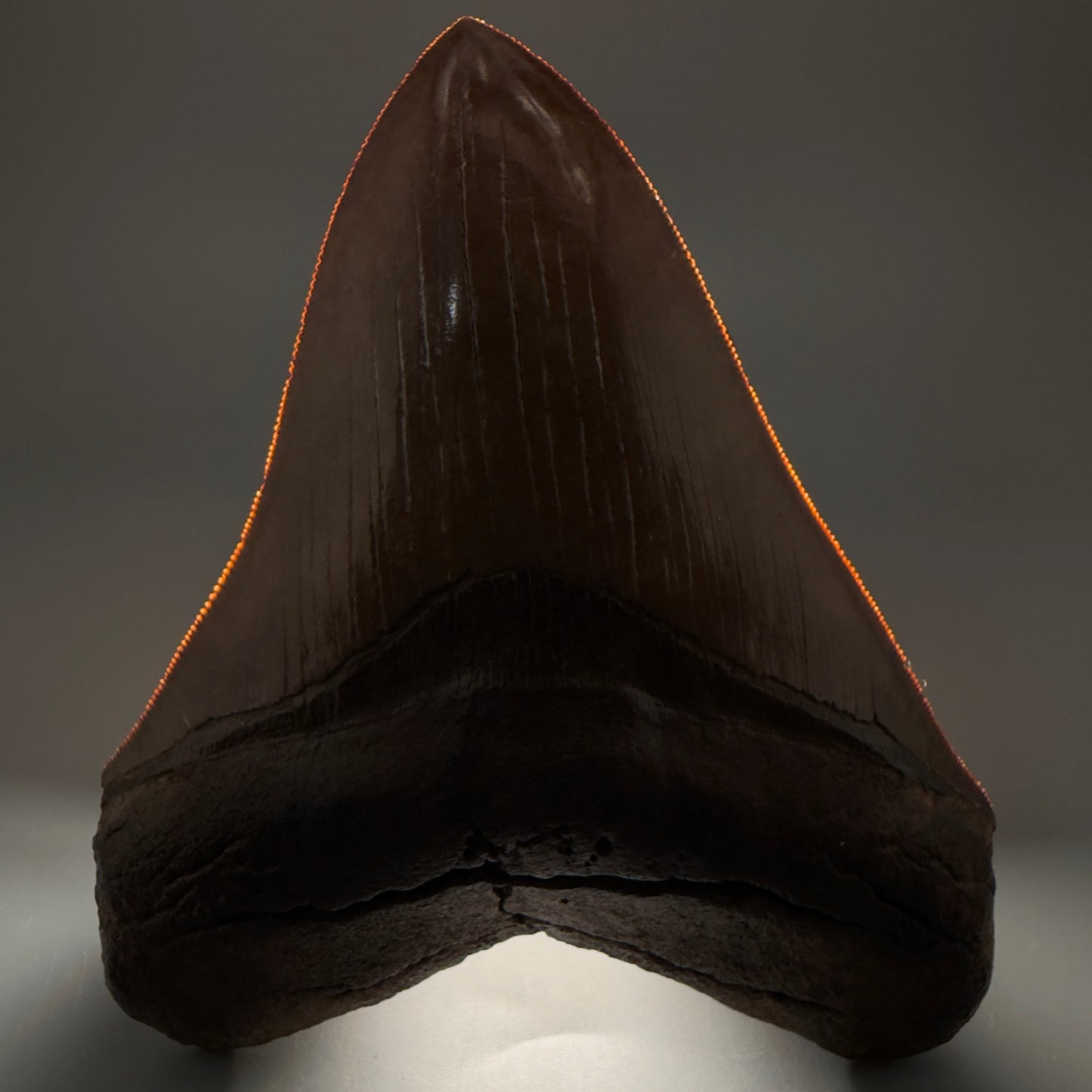 Front View Exquisite, Collector's Quality 4.92" Megalodon Tooth from the Saint Mary's River, GA CM5520 - 1