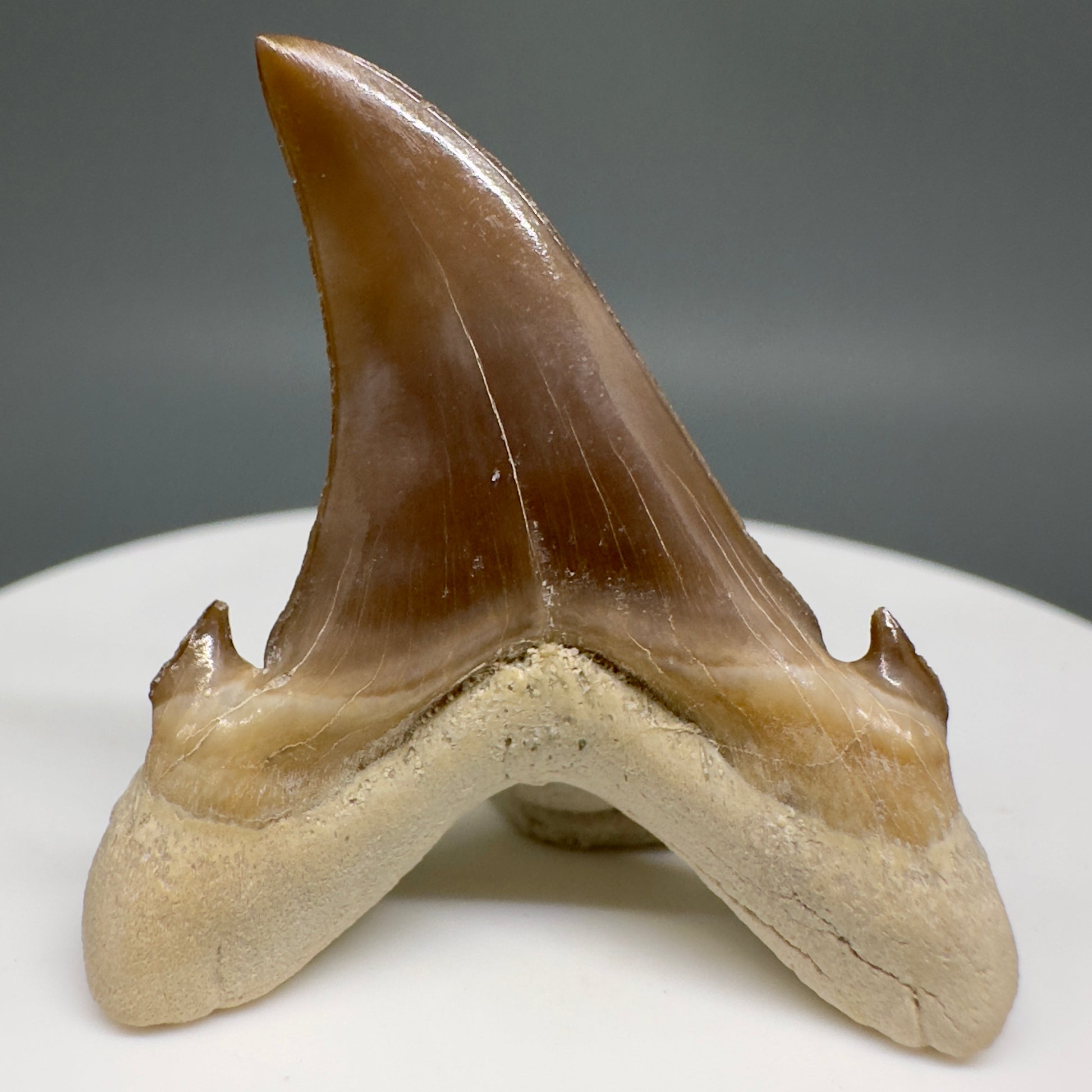 Gorgeous 1.54" Fossil Extinct Sand Tiger Shark tooth from Kazakhstan R616 - Right