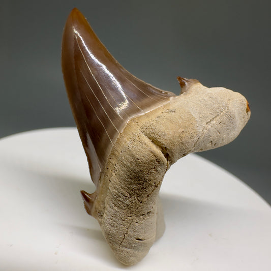 Gorgeous 1.54" Fossil Extinct Sand Tiger Shark tooth from Kazakhstan R616 - Front2