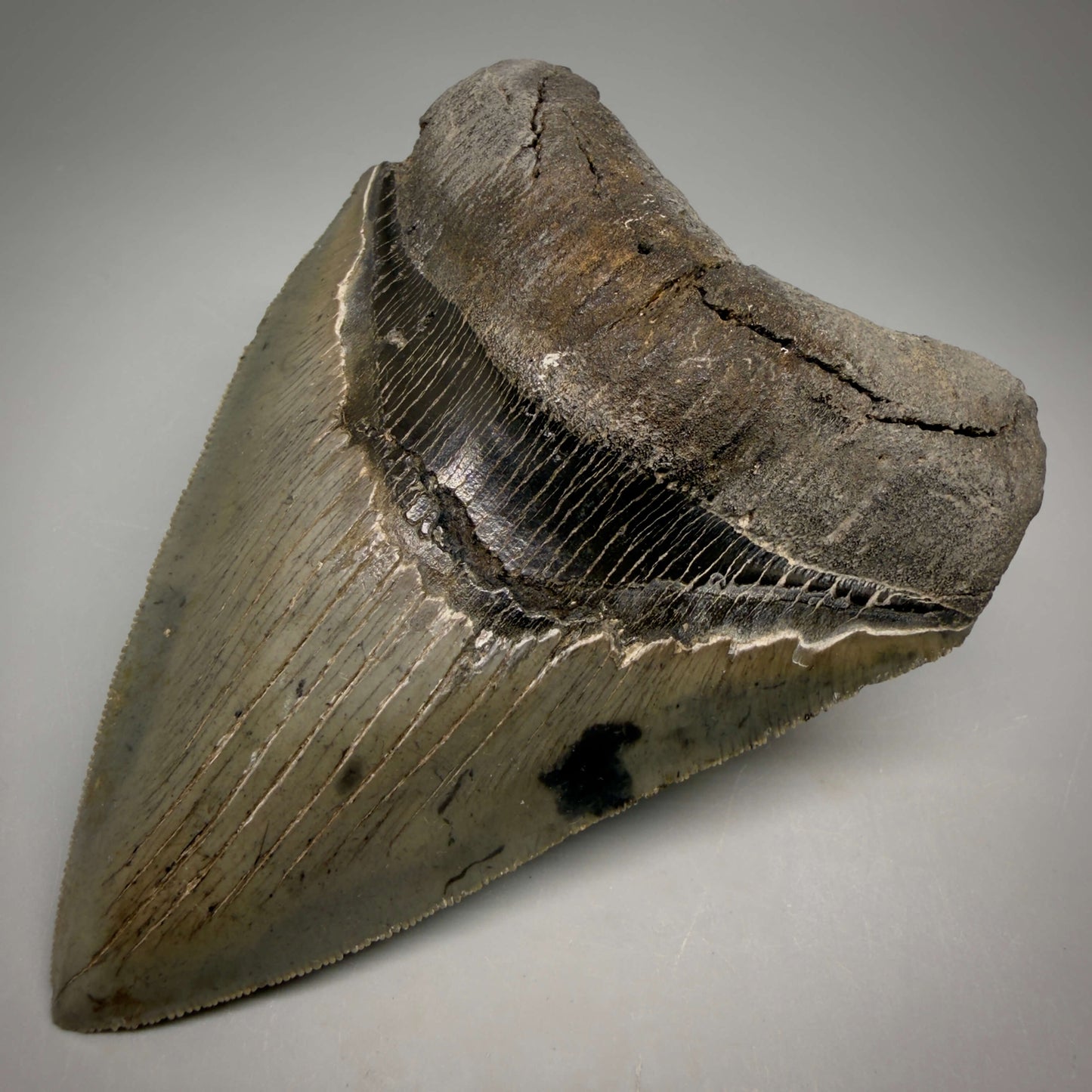 Front Right View Authentic Serrated 4.63" Megalodon Tooth from South Carolina – Great Shape MJ161