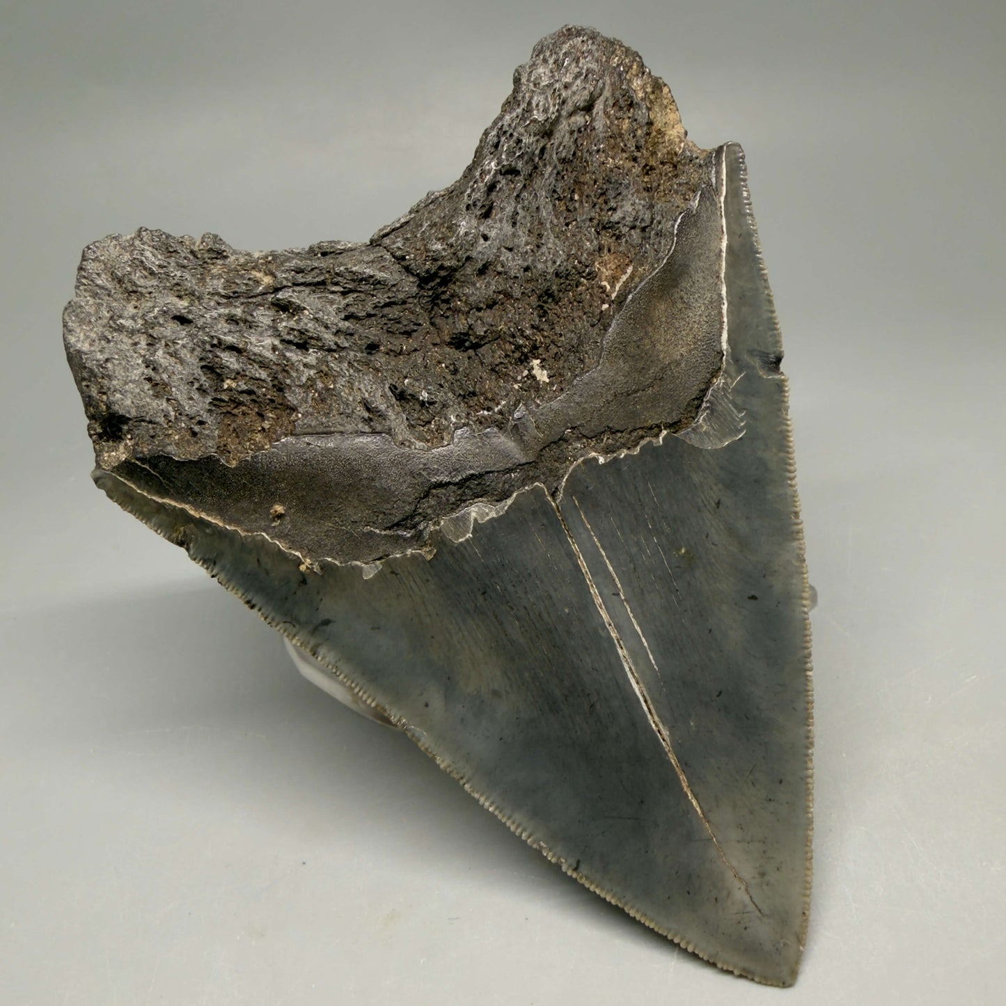 Back Left View Authentic Serrated 4.63" Megalodon Tooth from South Carolina – Great Shape MJ161