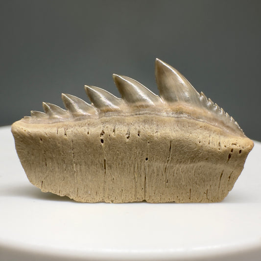 Rare 1.01" wide Fossil Notorynchus kempi - Sevengill Cow Shark Tooth from Kazakhstan R615 - Front