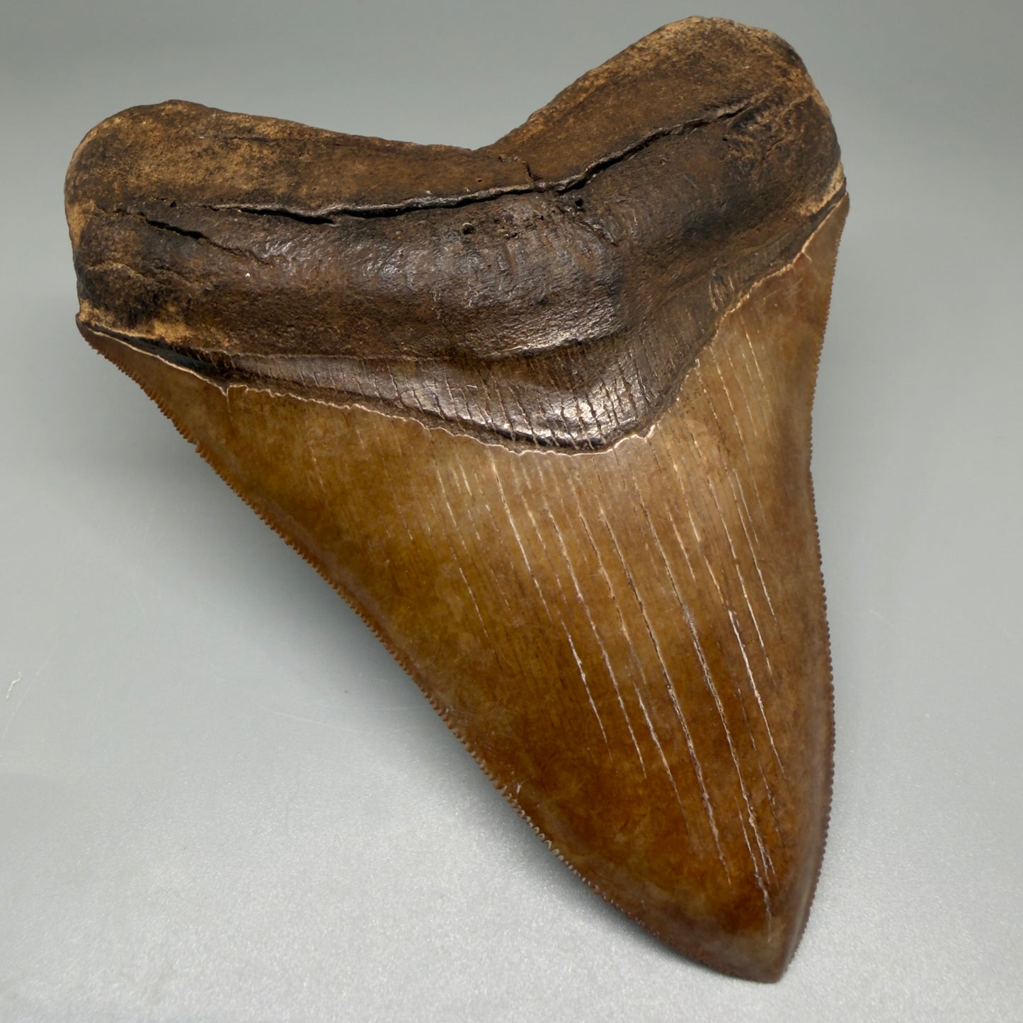 Front Left View Exquisite, Collector's Quality 4.92" Megalodon Tooth from the Saint Mary's River, GA CM5520 