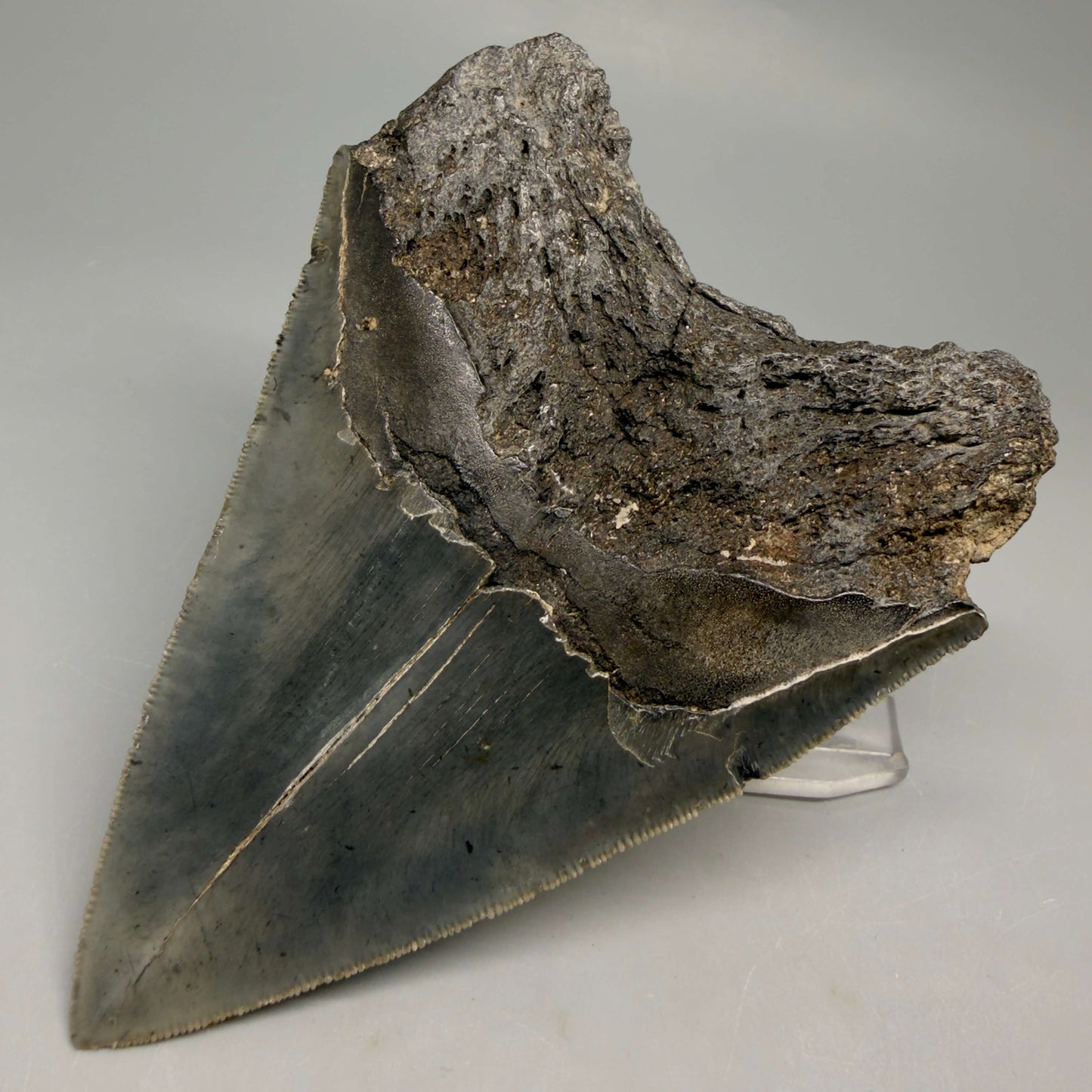 Back Right View Authentic Serrated 4.63" Megalodon Tooth from South Carolina – Great Shape MJ161