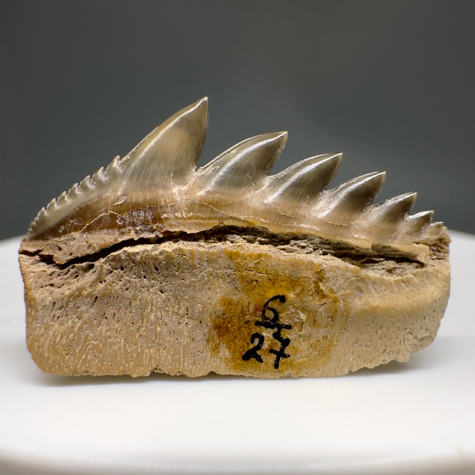 Rare 1.01" wide Fossil Notorynchus kempi - Sevengill Cow Shark Tooth from Kazakhstan R615 - Back