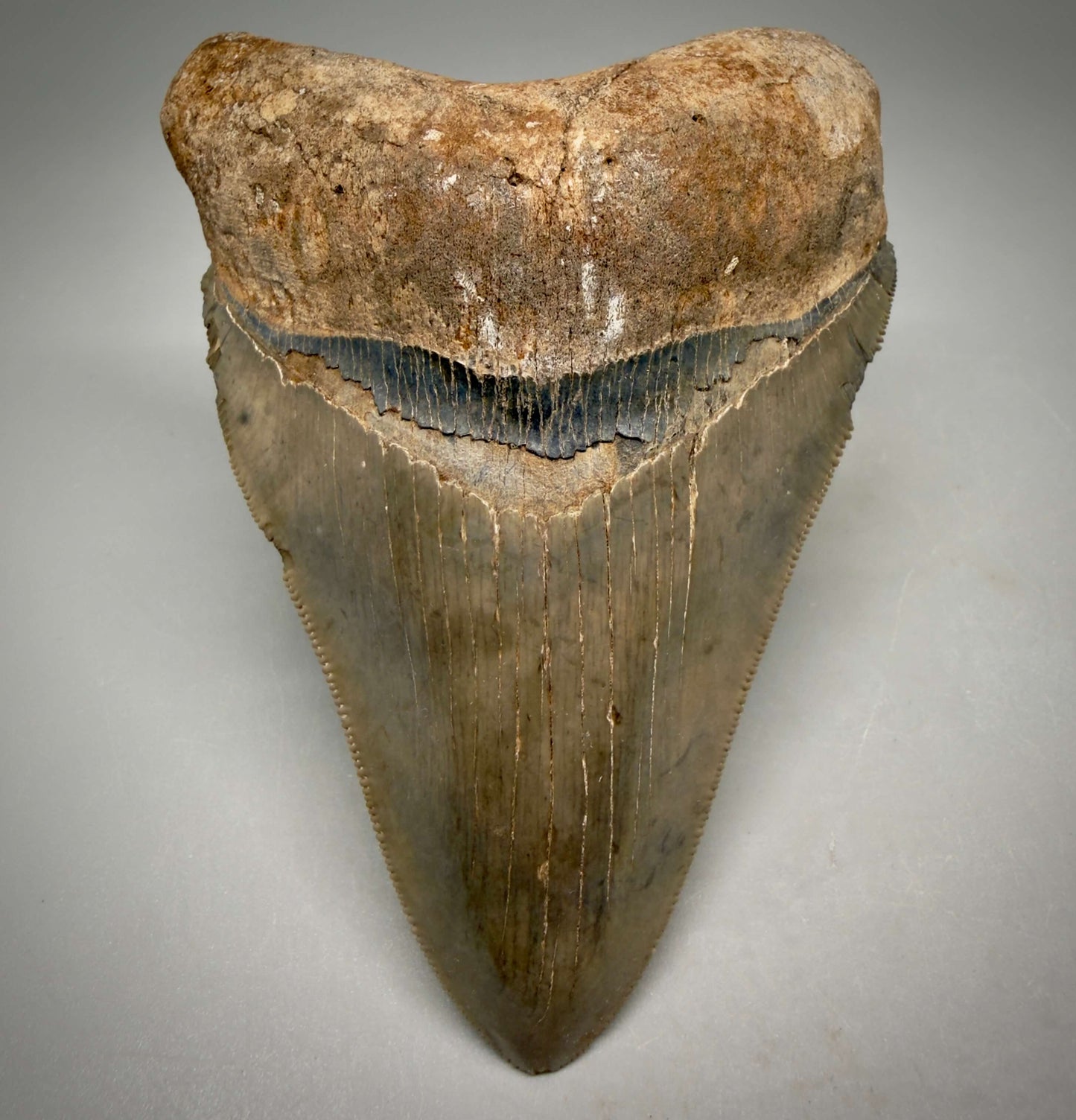 Front View Beautiful colors and prints, sharply serrated 4.22" Fossil Megalodon Shark Tooth from South Carolina MJ158 - 1