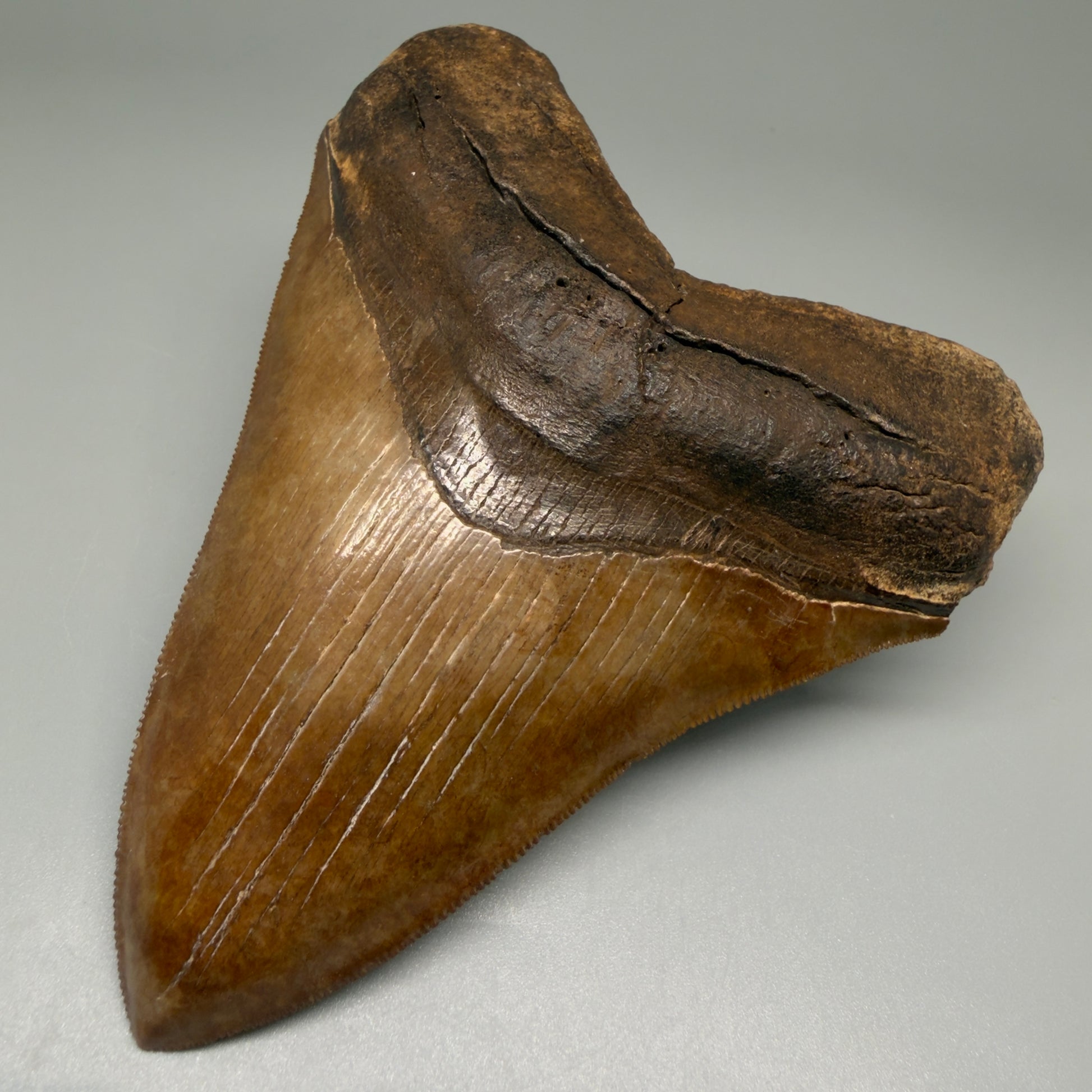 Front Right View Exquisite, Collector's Quality 4.92" Megalodon Tooth from the Saint Mary's River, GA CM5520 