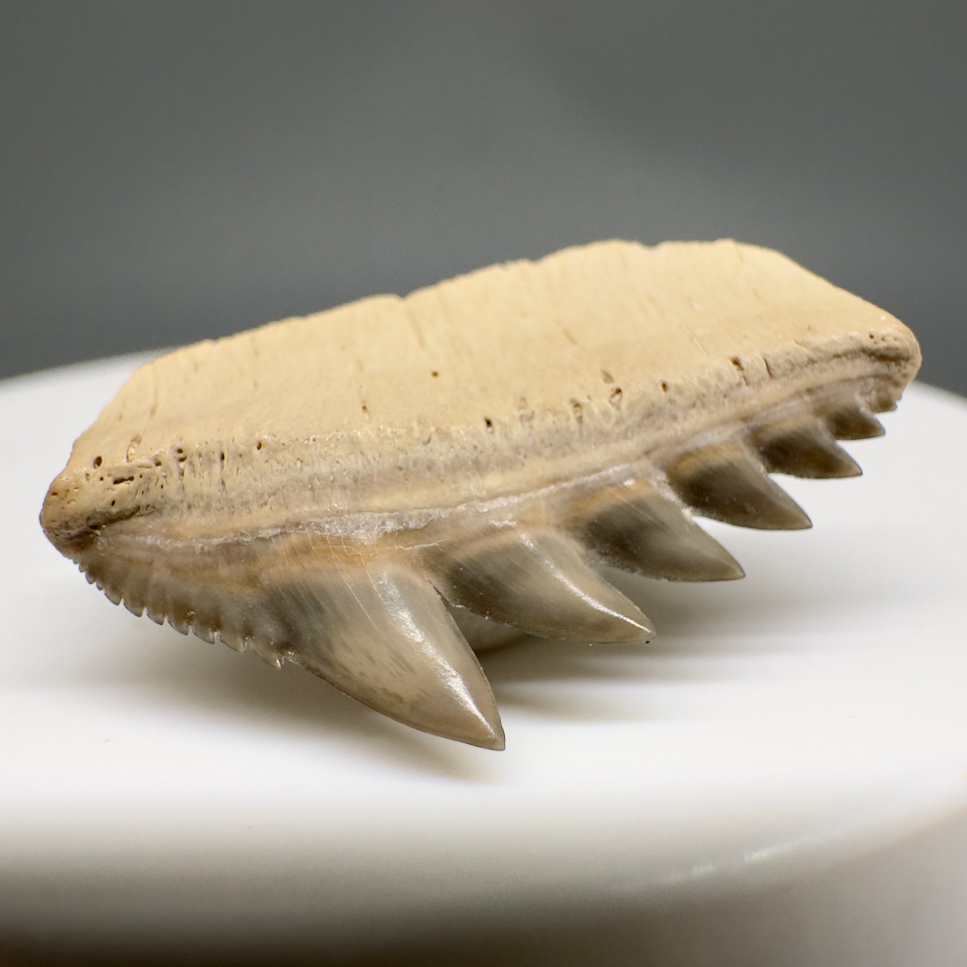 Rare 1.01" wide Fossil Notorynchus kempi - Sevengill Cow Shark Tooth from Kazakhstan R615 - Front Left