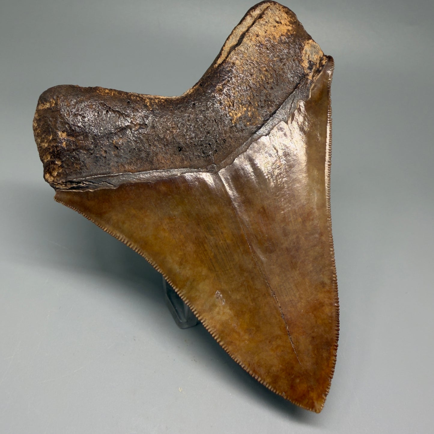 Back Left View Exquisite, Collector's Quality 4.92" Megalodon Tooth from the Saint Mary's River, GA CM5520 