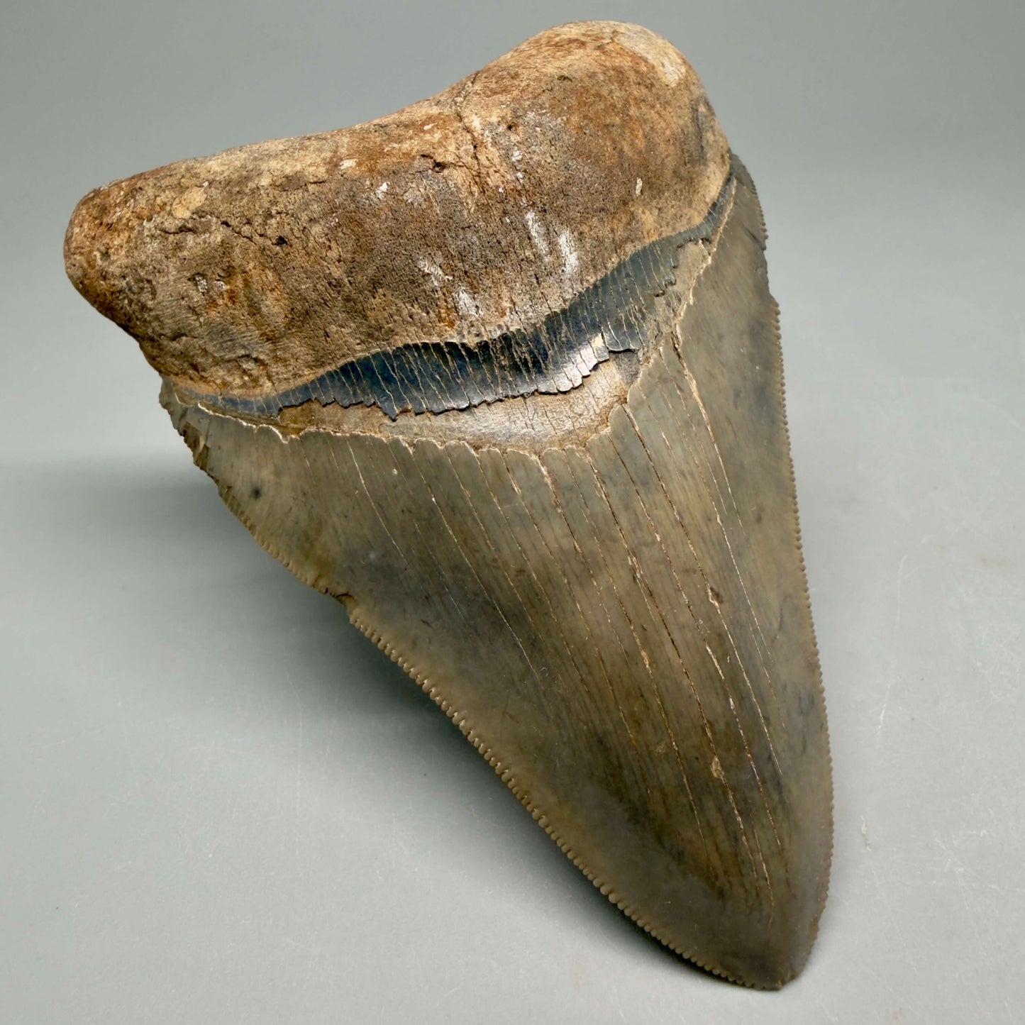 Front Left View Beautiful colors and prints, sharply serrated 4.22" Fossil Megalodon Shark Tooth from South Carolina MJ158