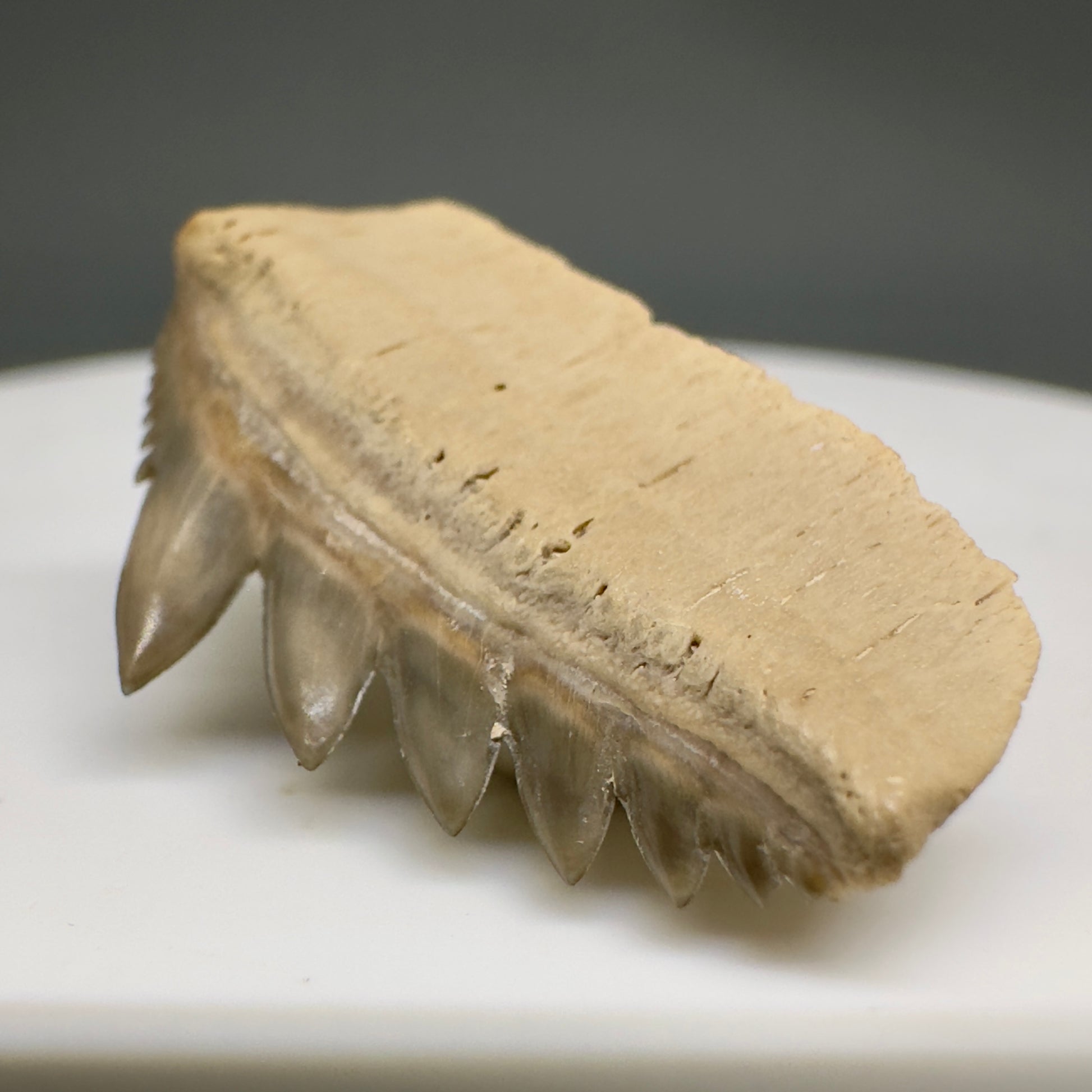 Rare 1.01" wide Fossil Notorynchus kempi - Sevengill Cow Shark Tooth from Kazakhstan R615 - Front Right
