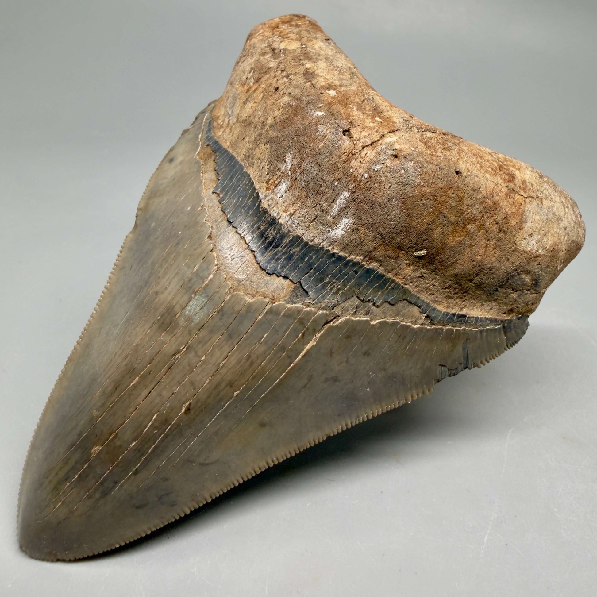 Front Right View Beautiful colors and prints, sharply serrated 4.22" Fossil Megalodon Shark Tooth from South Carolina MJ158