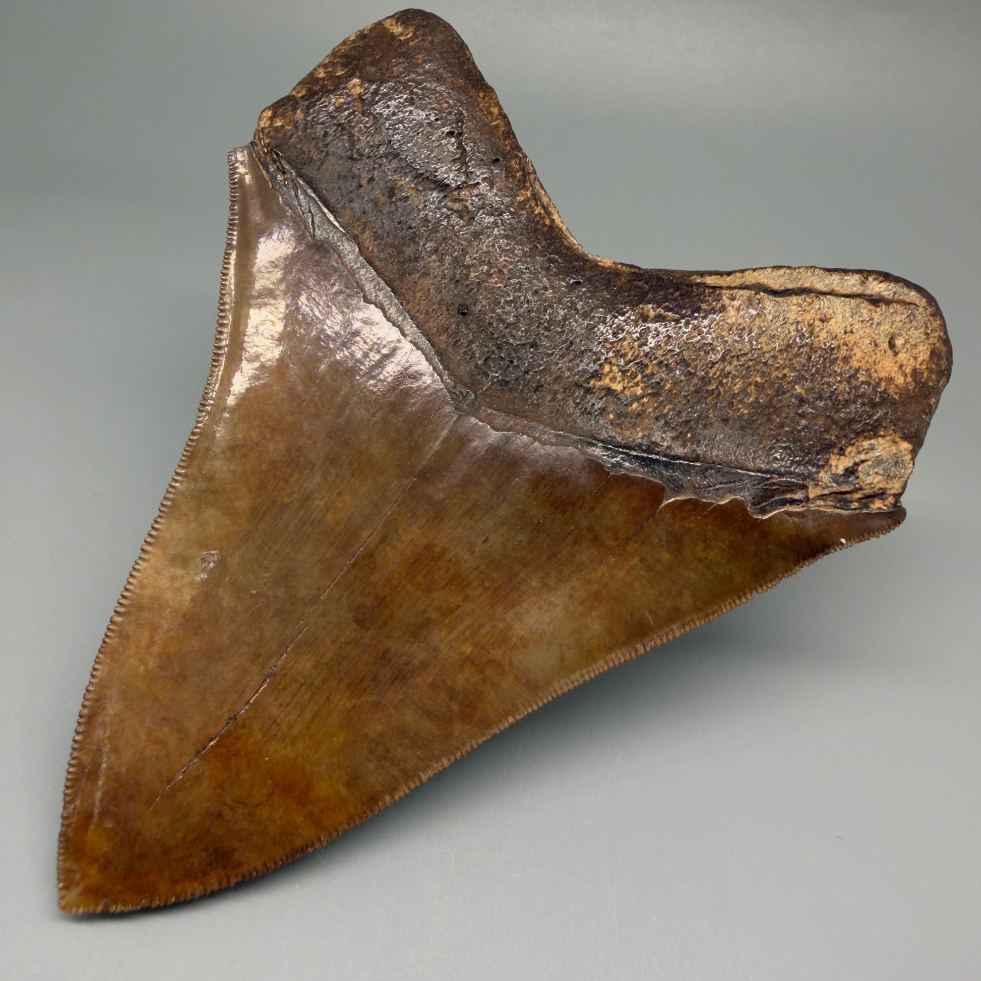 Back Right View Exquisite, Collector's Quality 4.92" Megalodon Tooth from the Saint Mary's River, GA CM5520 