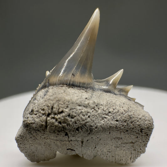 Beautiful, Rare 0.93" Long Fossil Hexanchus gigas - Sixgill Cow Shark tooth from Aurora, NC