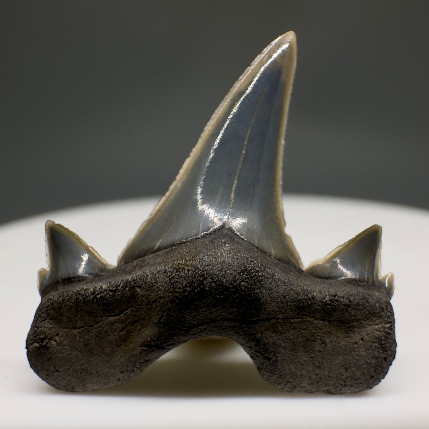 Rare 0.93" Fossil Extinct Mackerel Shark tooth - Otodus obliquus - St. Stephen, SC R621 - Front