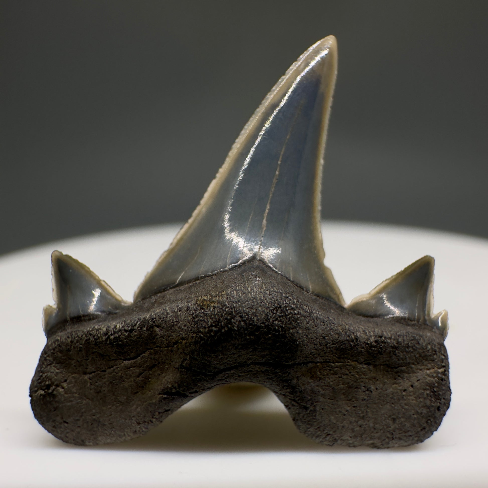 Rare 0.93" Fossil Extinct Mackerel Shark tooth - Otodus obliquus - St. Stephen, SC R621 - Front
