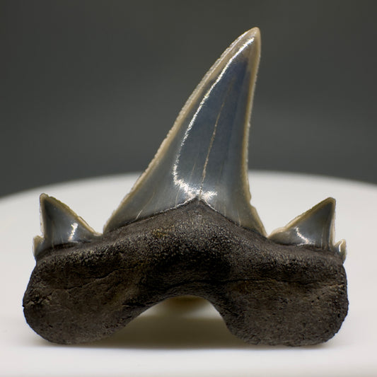Rare 0.93" Fossil Extinct Mackerel Shark tooth - Otodus obliquus - St. Stephen, SC R621 - Front