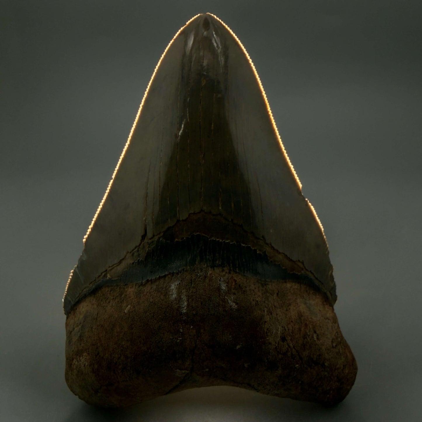 Front View Beautiful colors and prints, sharply serrated 4.22" Fossil Megalodon Shark Tooth from South Carolina MJ158 - 2