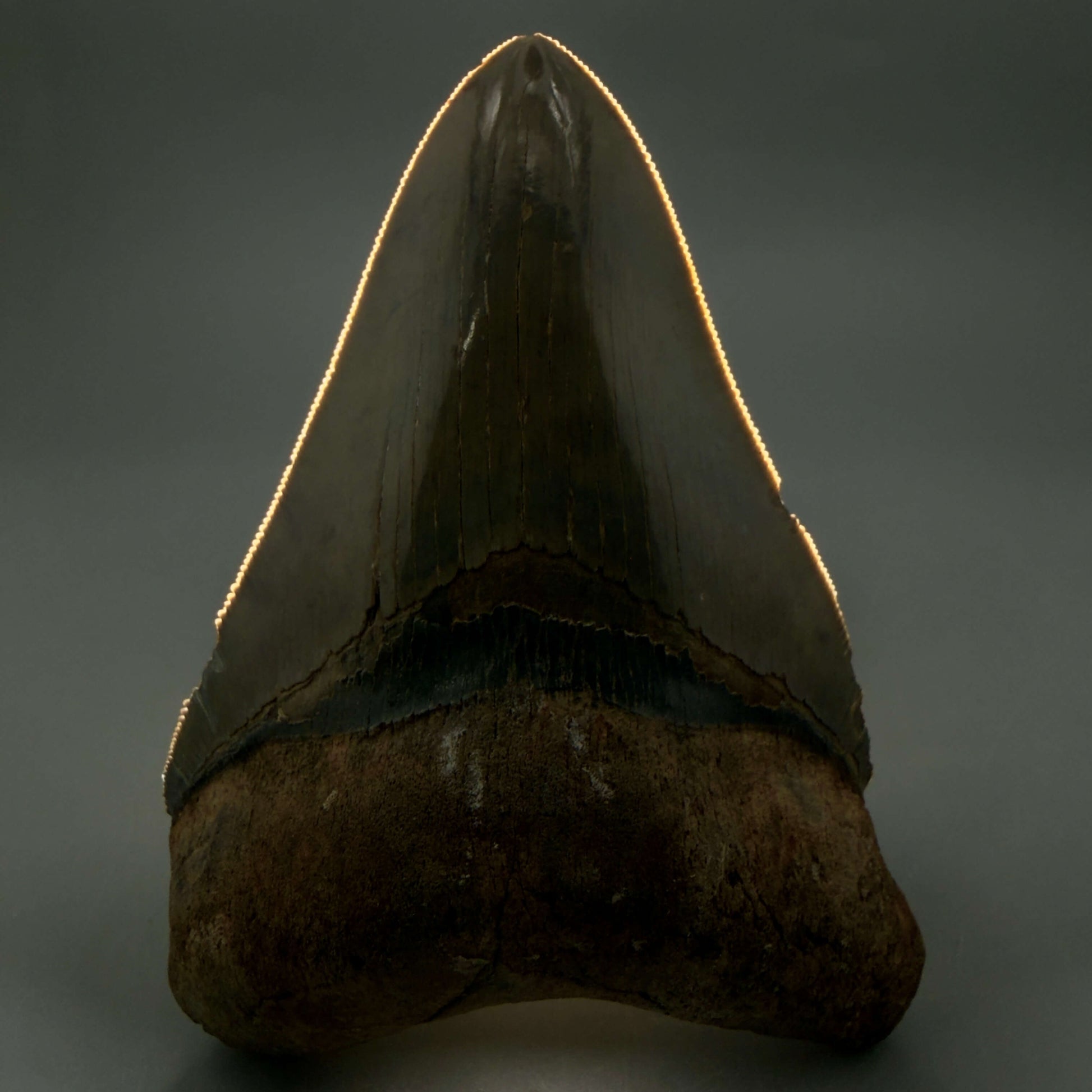 Front View Beautiful colors and prints, sharply serrated 4.22" Fossil Megalodon Shark Tooth from South Carolina MJ158 - 2