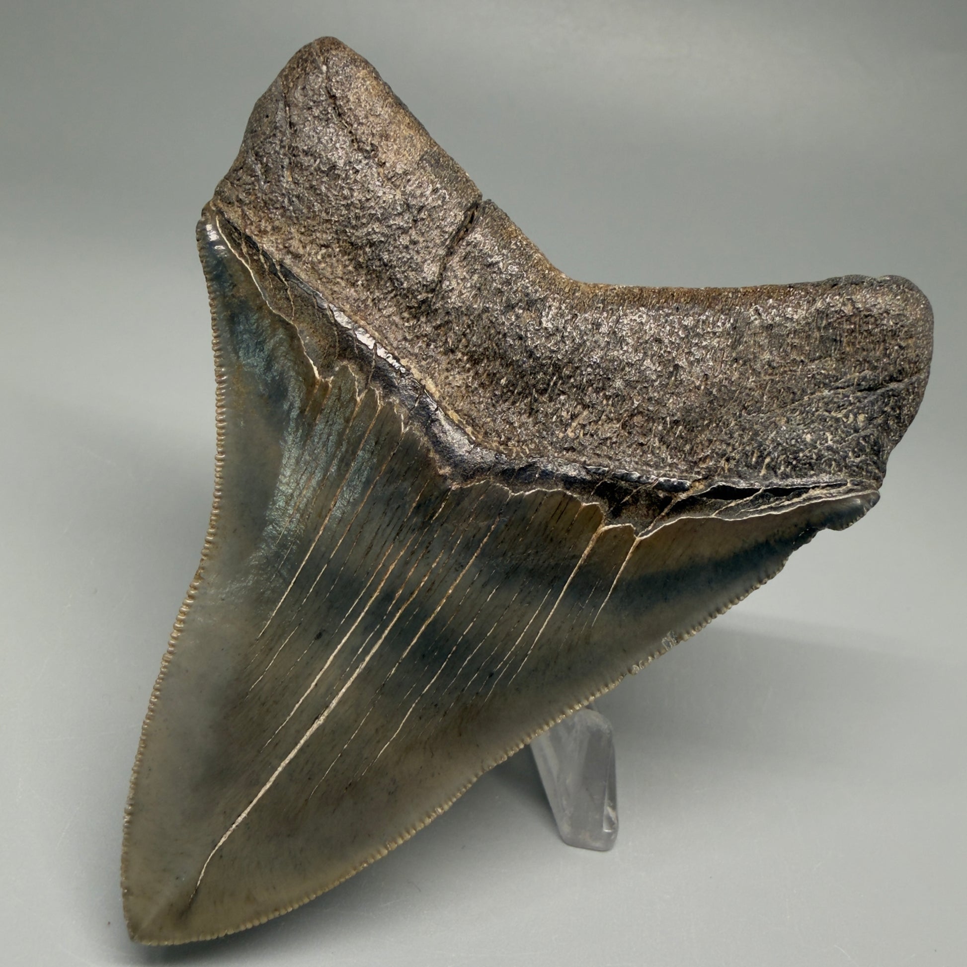 Back Right View Authentic 3.75" Collector Megalodon Tooth – Colorful Fossil Megalodon Tooth from South Carolina for Sale CM5519