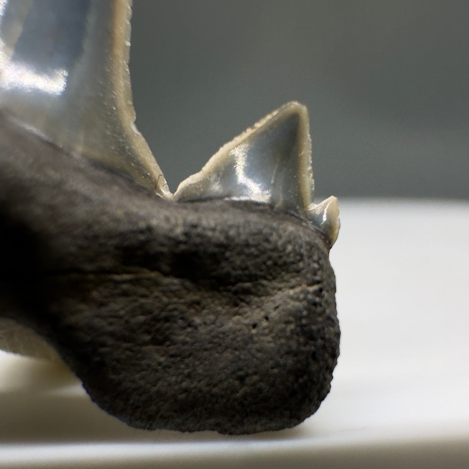 Rare 0.93" Fossil Extinct Mackerel Shark tooth - Otodus obliquus - St. Stephen, SC R621 - Cusp 1