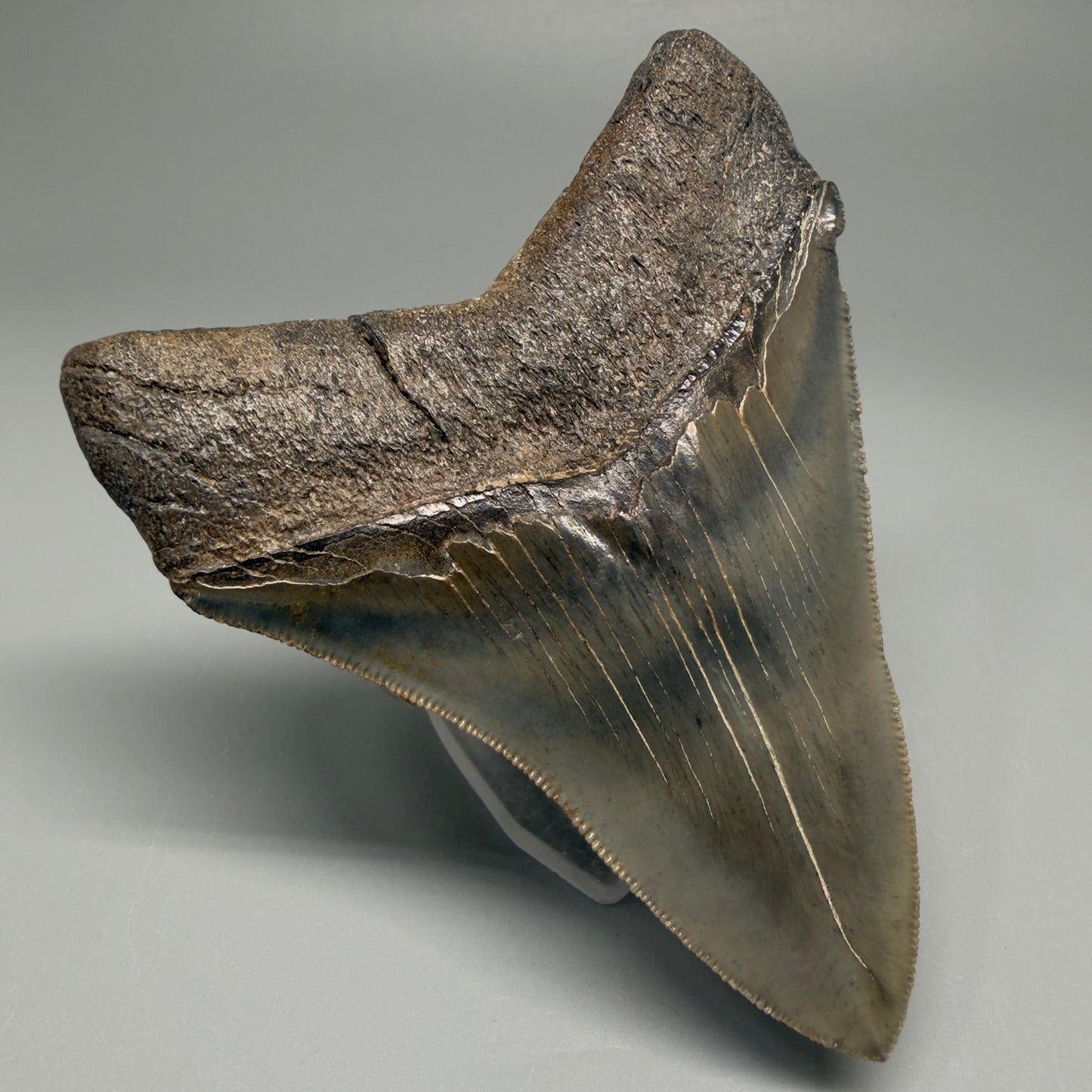 Back Left  View Authentic 3.75" Collector Megalodon Tooth – Colorful Fossil Megalodon Tooth from South Carolina for Sale CM5519
