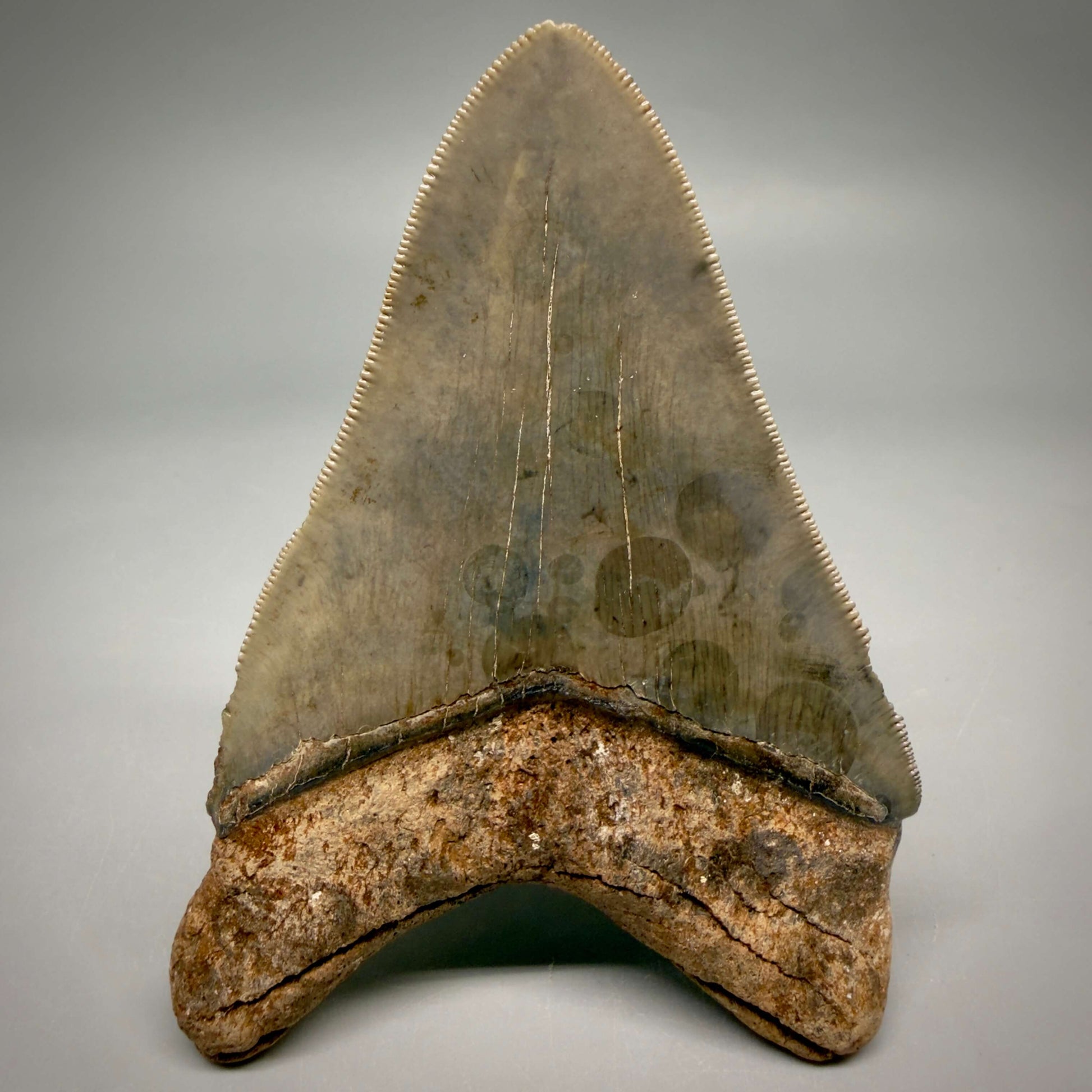 Back View Beautiful colors and prints, sharply serrated 4.22" Fossil Megalodon Shark Tooth from South Carolina MJ158