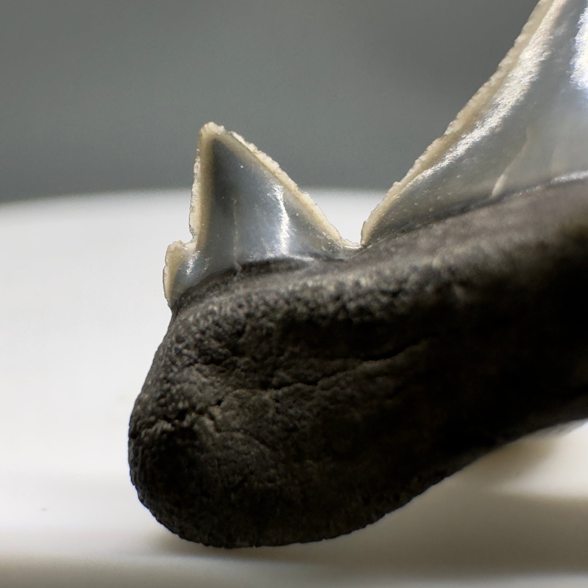 Rare 0.93" Fossil Extinct Mackerel Shark tooth - Otodus obliquus - St. Stephen, SC R621 - Cusp 2