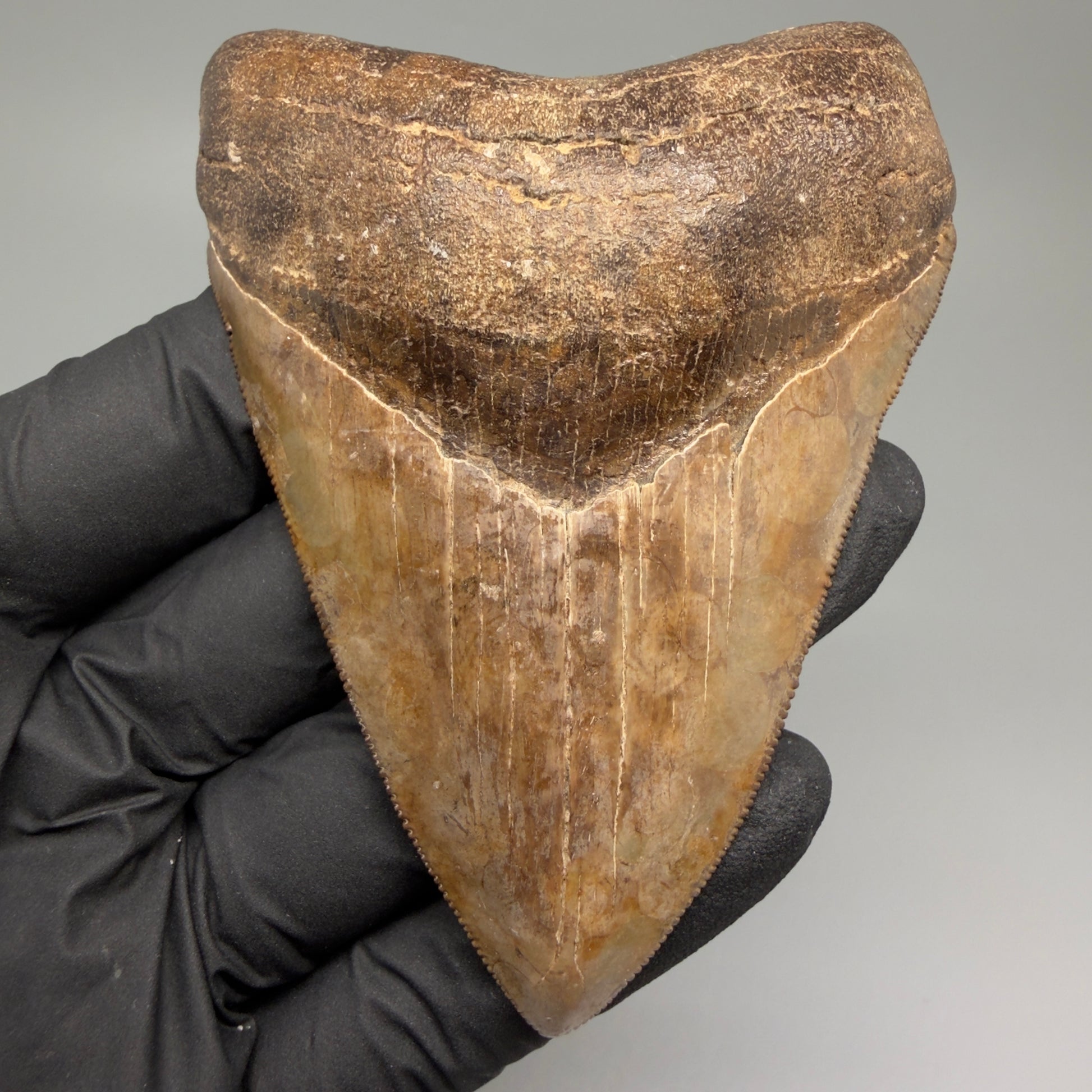 Front View Exquisite, collector's quality 3.51" Megalodon Tooth from the Saint Mary's River, GA CM5517 - 1