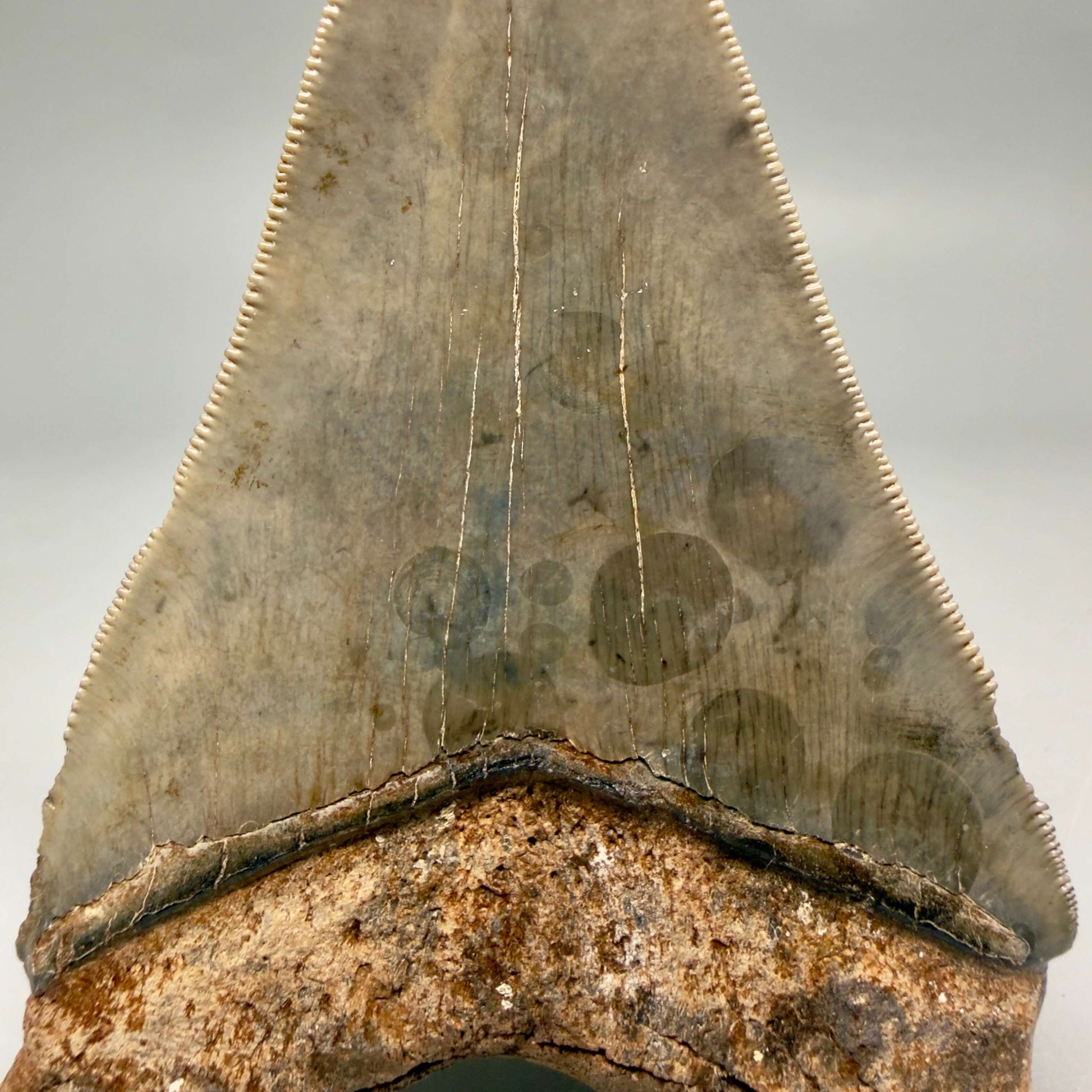 Back Left View Beautiful colors and prints, sharply serrated 4.22" Fossil Megalodon Shark Tooth from South Carolina MJ158 - 2