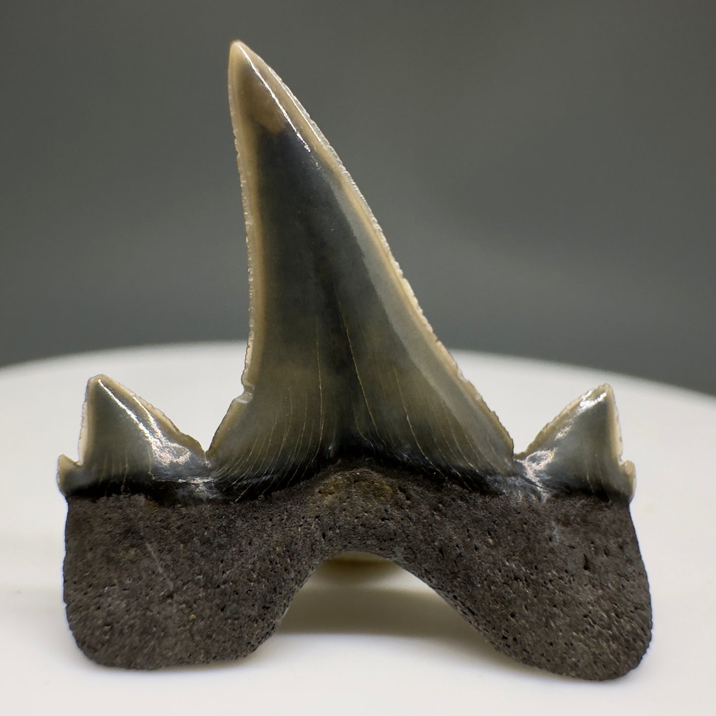 Rare 0.93" Fossil Extinct Mackerel Shark tooth - Otodus obliquus - St. Stephen, SC R621 - Back