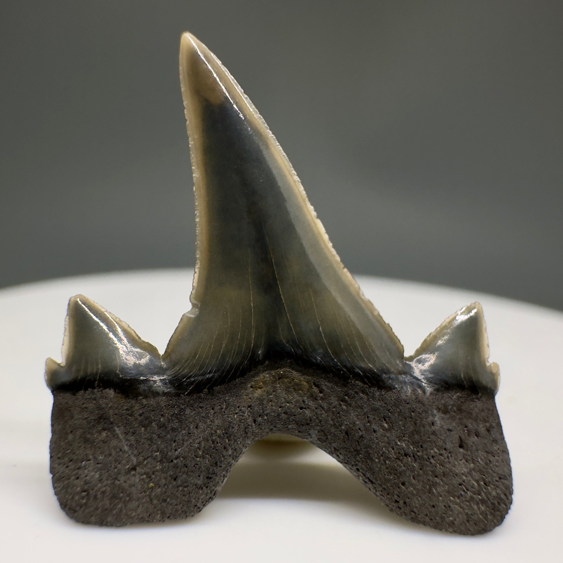 Rare 0.93" Fossil Extinct Mackerel Shark tooth - Otodus obliquus - St. Stephen, SC R621 - Back