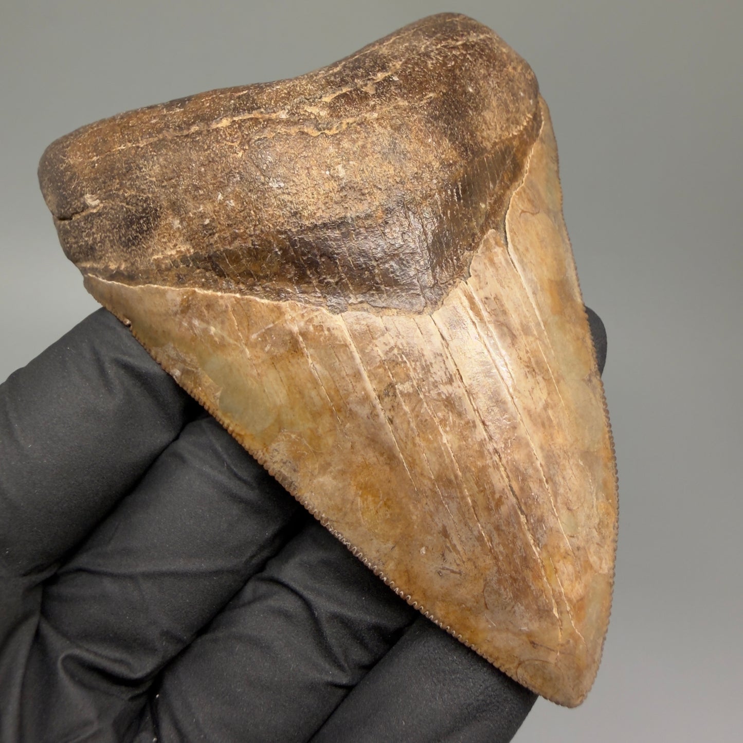 Front Left View Exquisite, collector's quality 3.51" Megalodon Tooth from the Saint Mary's River, GA CM5517 